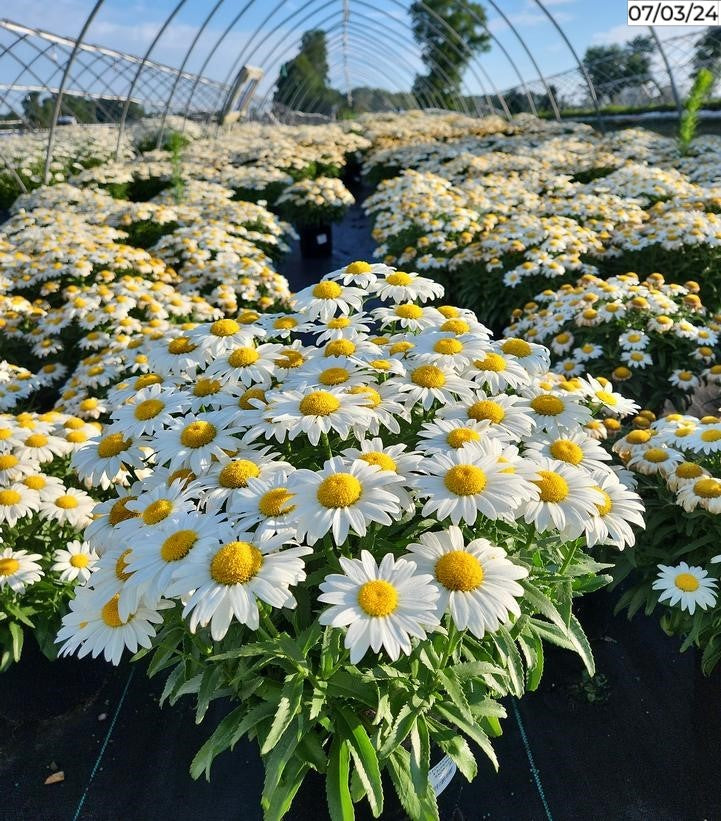Snowcap Shasta Daisy full of blooms in nursery