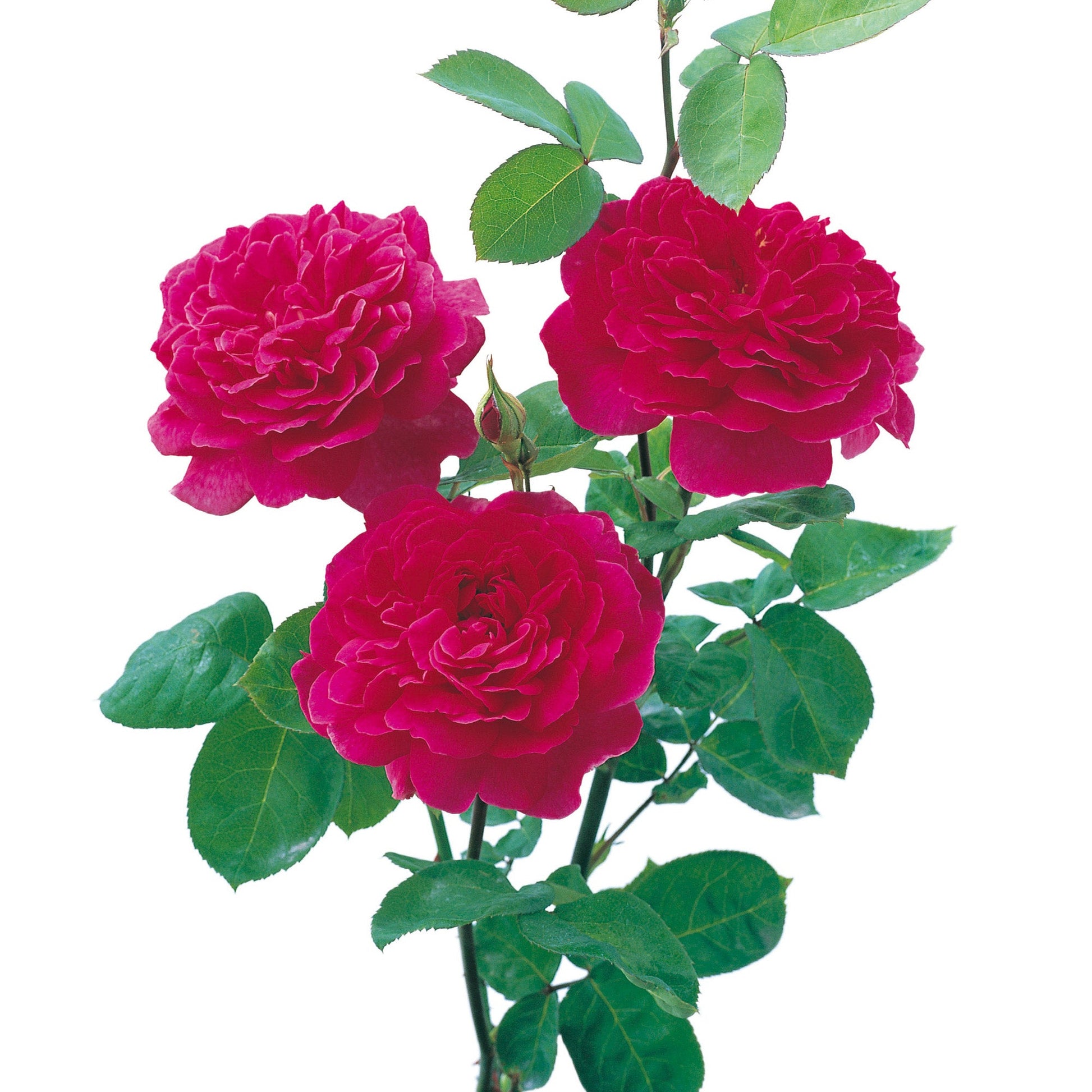 Three crimson-pink roses with green leaves on a white background