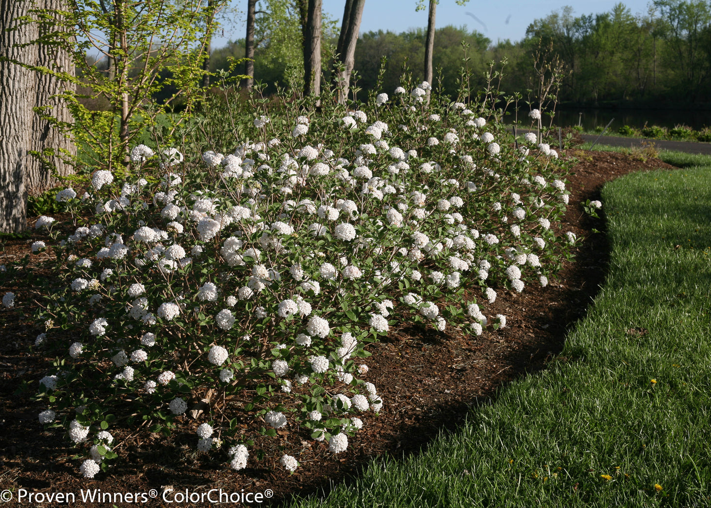 Spice Baby™ Koreanspice Viburnum in landscape