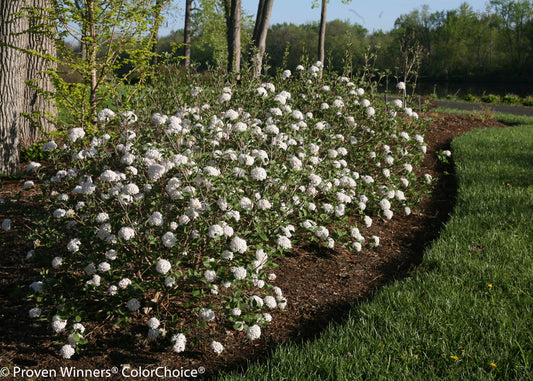 Spice Baby™ Koreanspice Viburnum in landscape