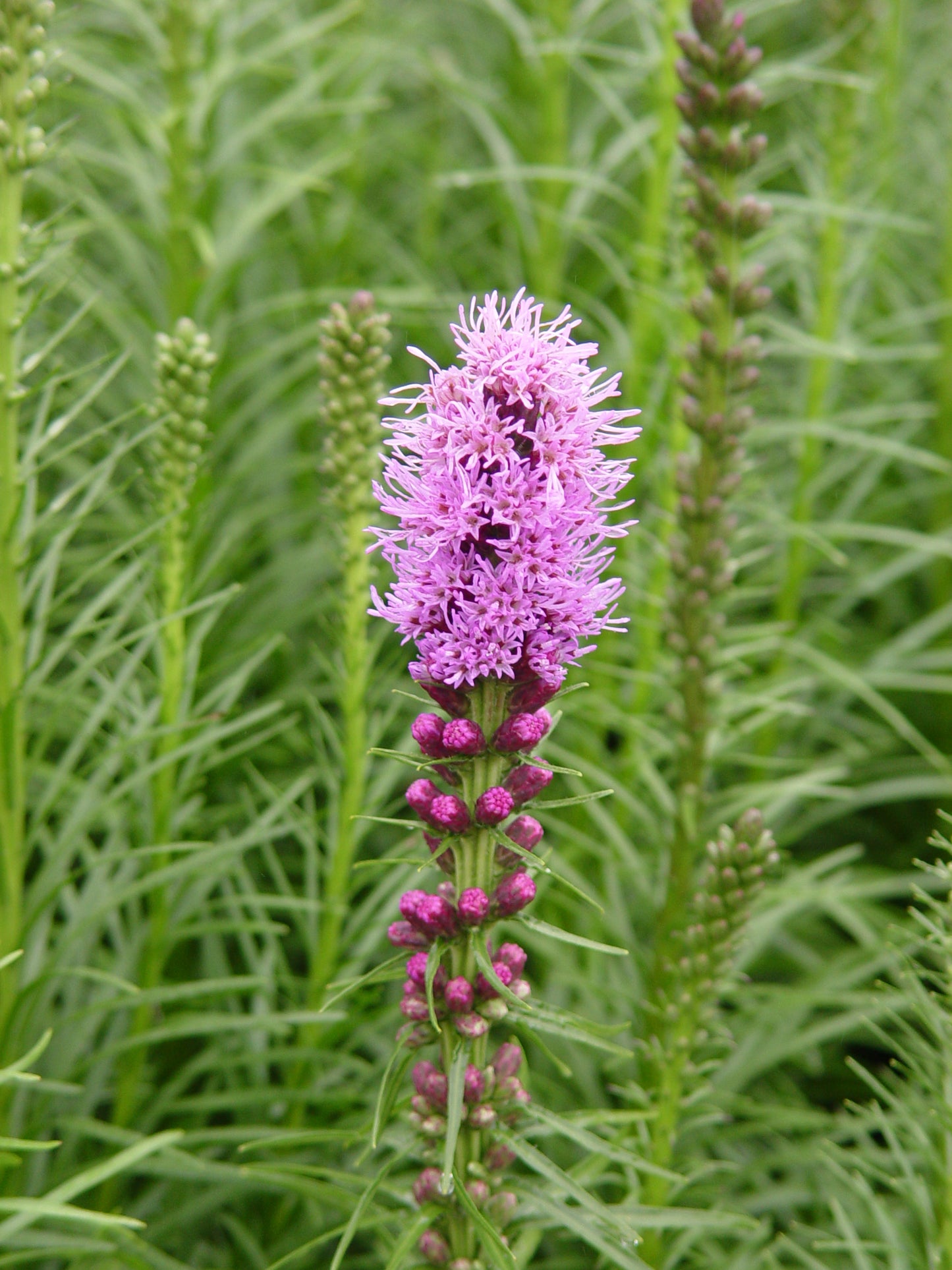 Spike Gayfeather Dense Blazing Star flower close up