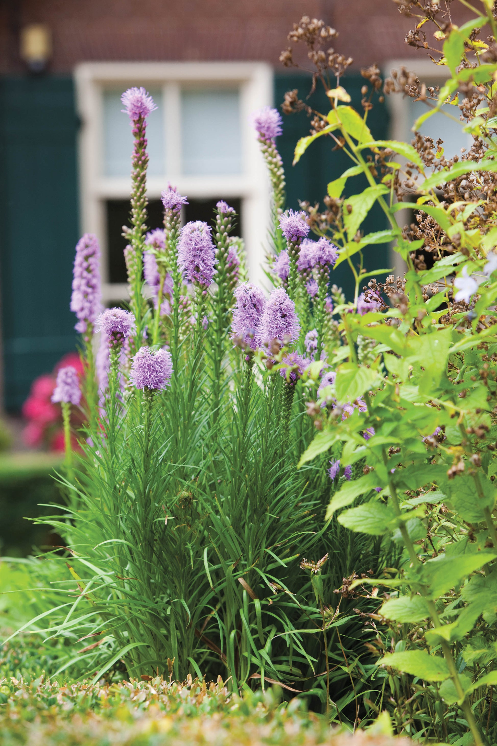 purple dracaena spike Spike Gayfeather Dense Blazing Star – Green Promise Farms