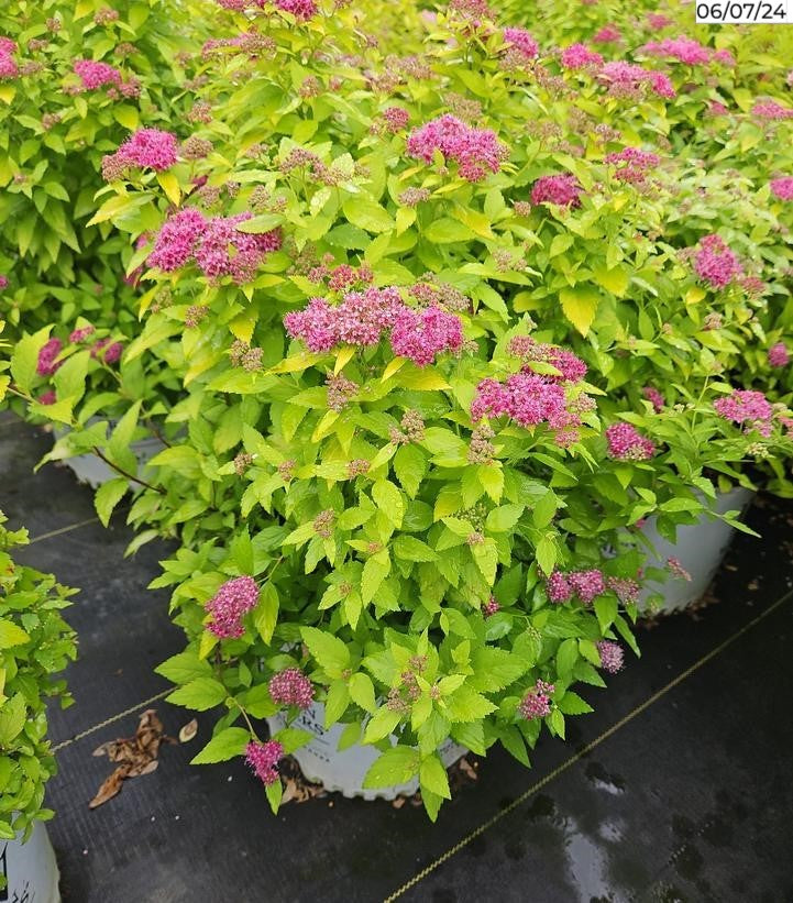 Spiraea jap. Double Play® Gold