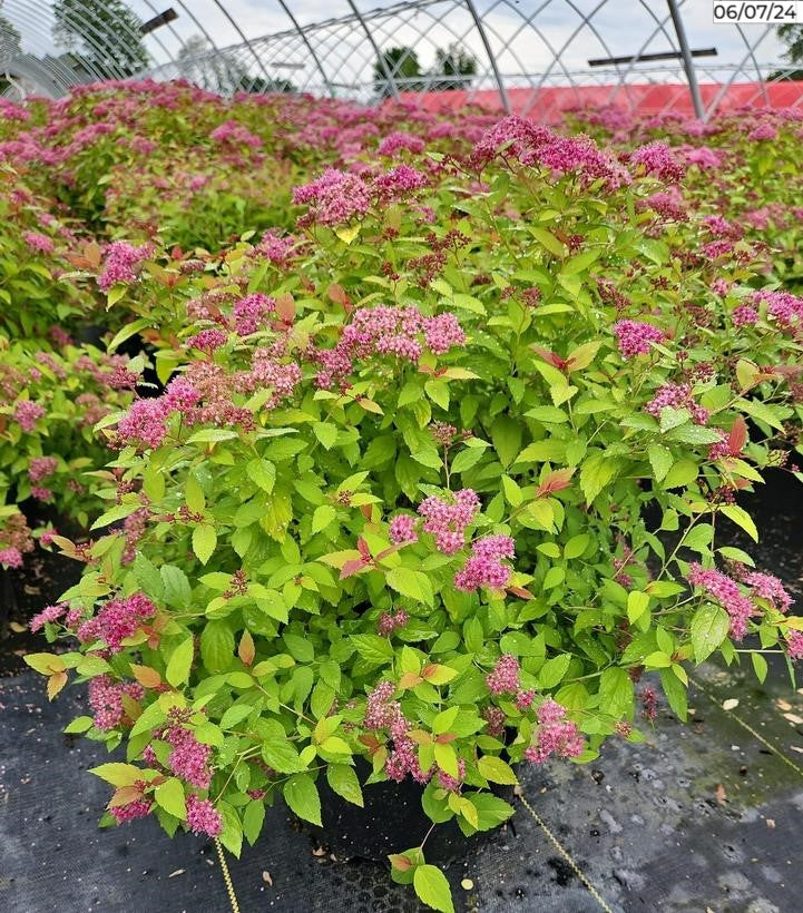 Spiraea jap. Magic Carpet