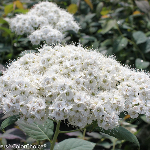 Spiraea media Double Play® Kazoo®