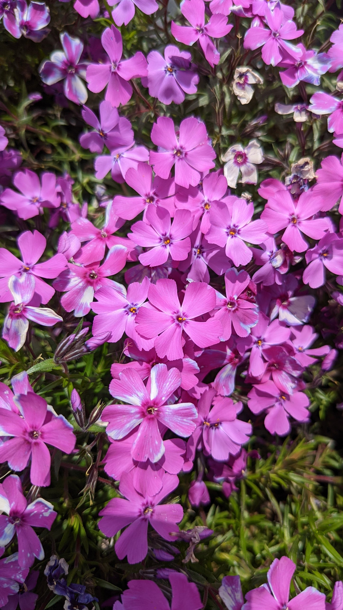Spring Purple Moss Phlox flowers