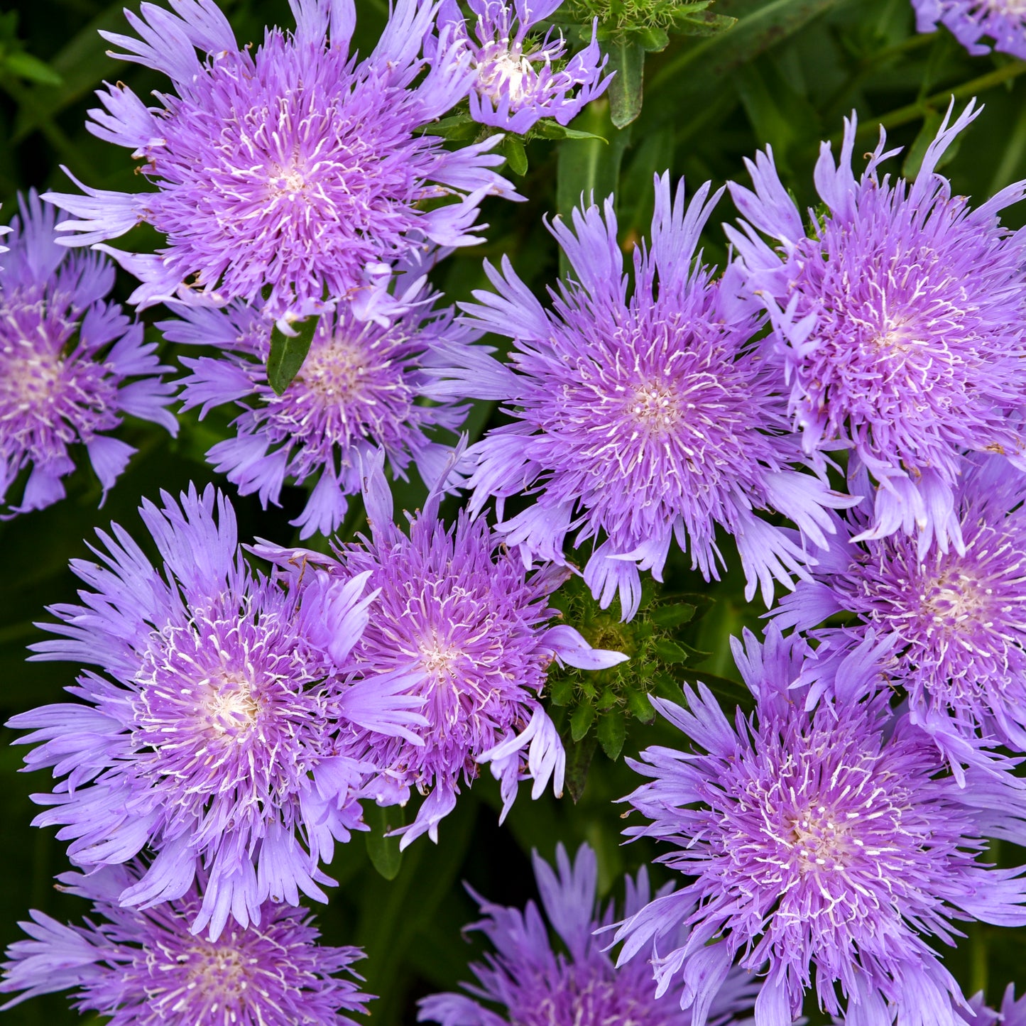 Stoke's aster
