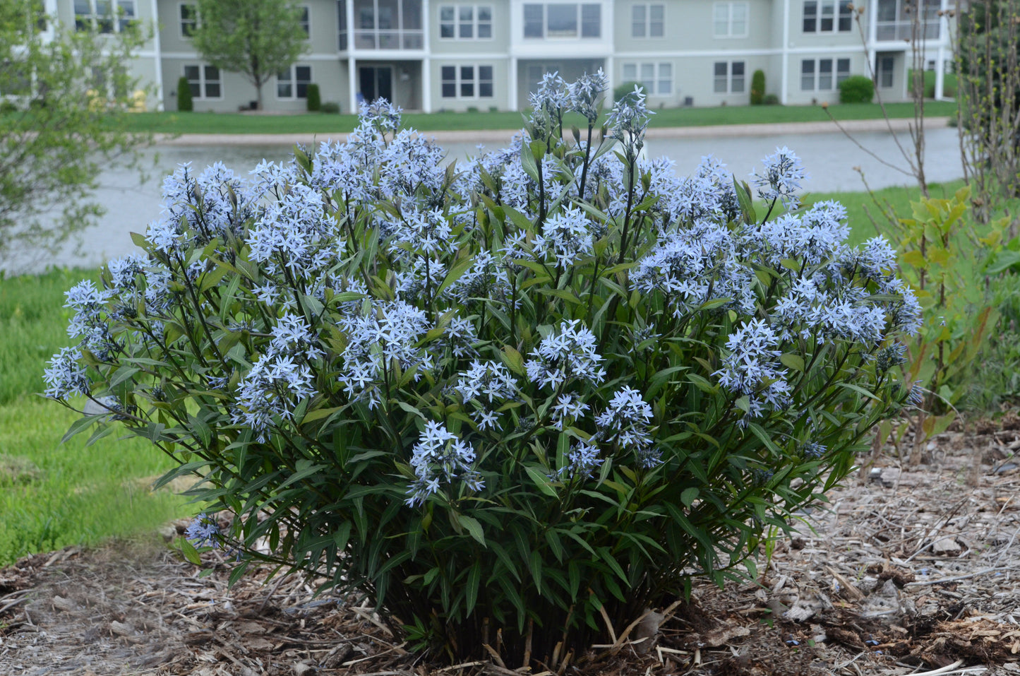 Storm Cloud Bluestar flowering in the garden
