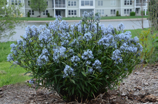 Storm Cloud Bluestar flowering in the garden