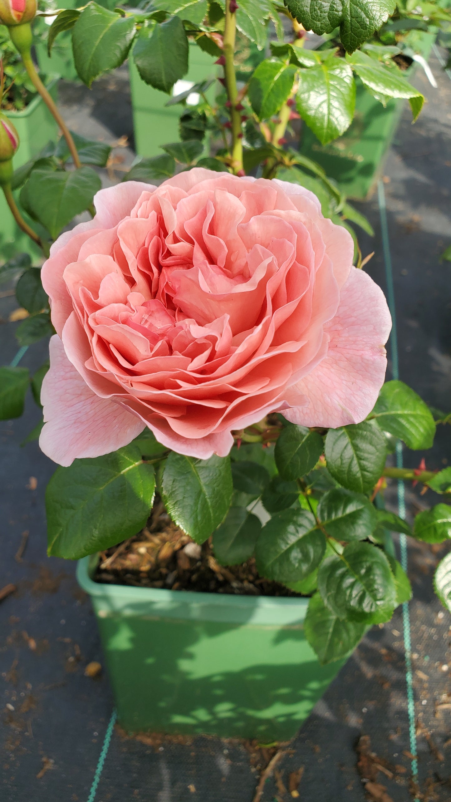 Strawberry Hill English Climbing Rose plant in container with pink blooms