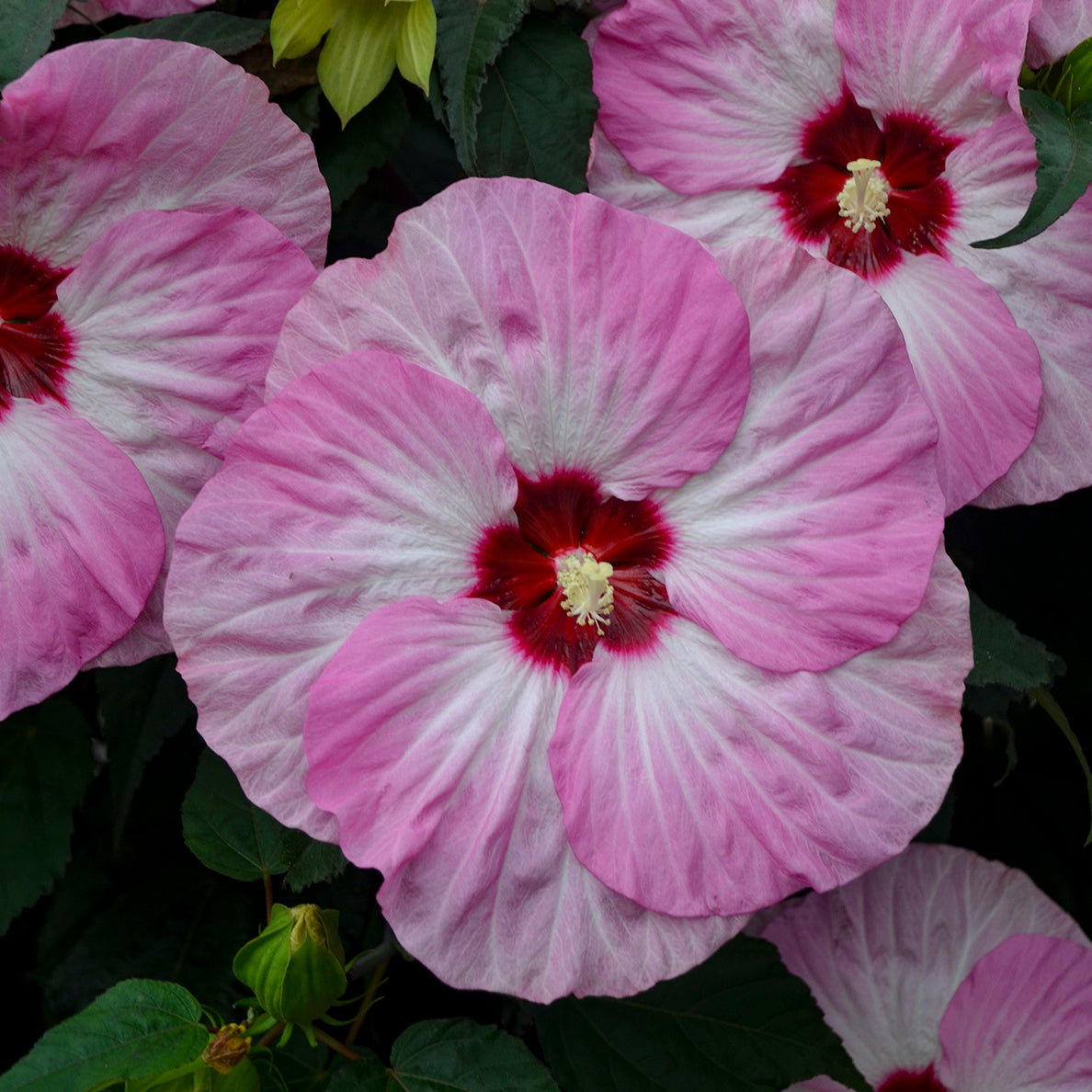 Summerific® Spinderella Hibiscus flower close up
