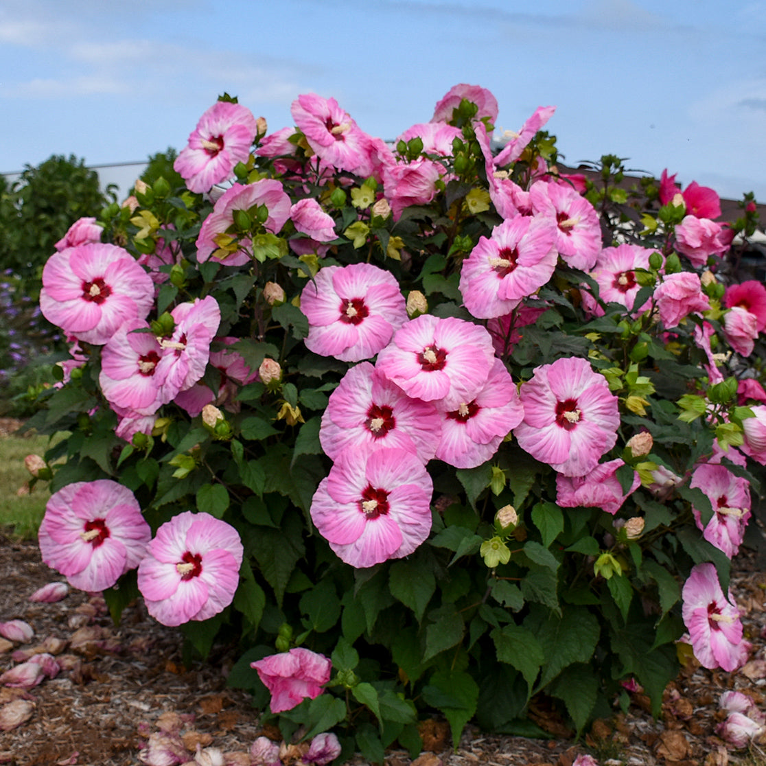 Summerific® Spinderella Hibiscus flower close up in the garden-d244-4aed-9400-bd5c97bb79c6