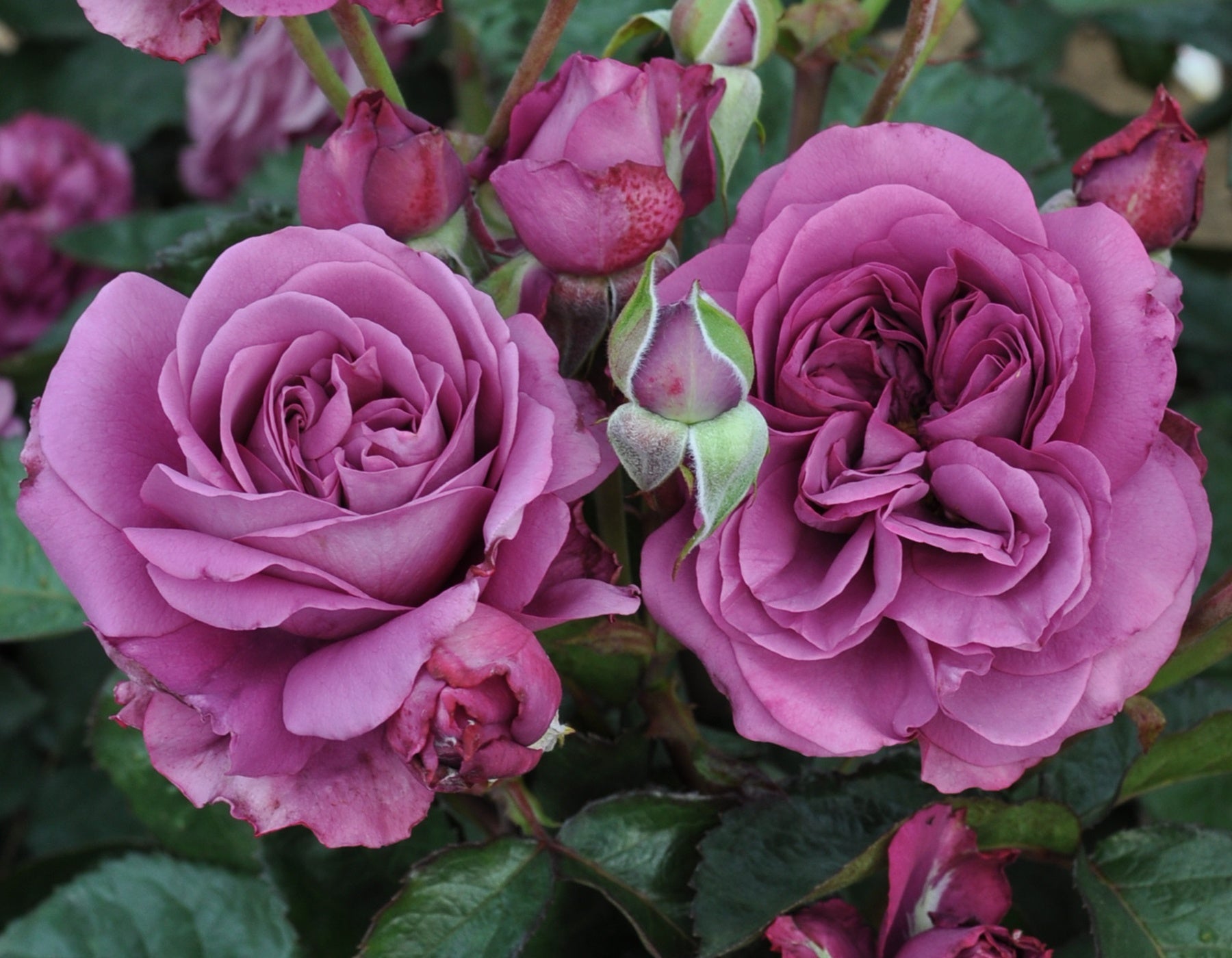 Sunbelt® Plum Perfect™ Rose flower focus
