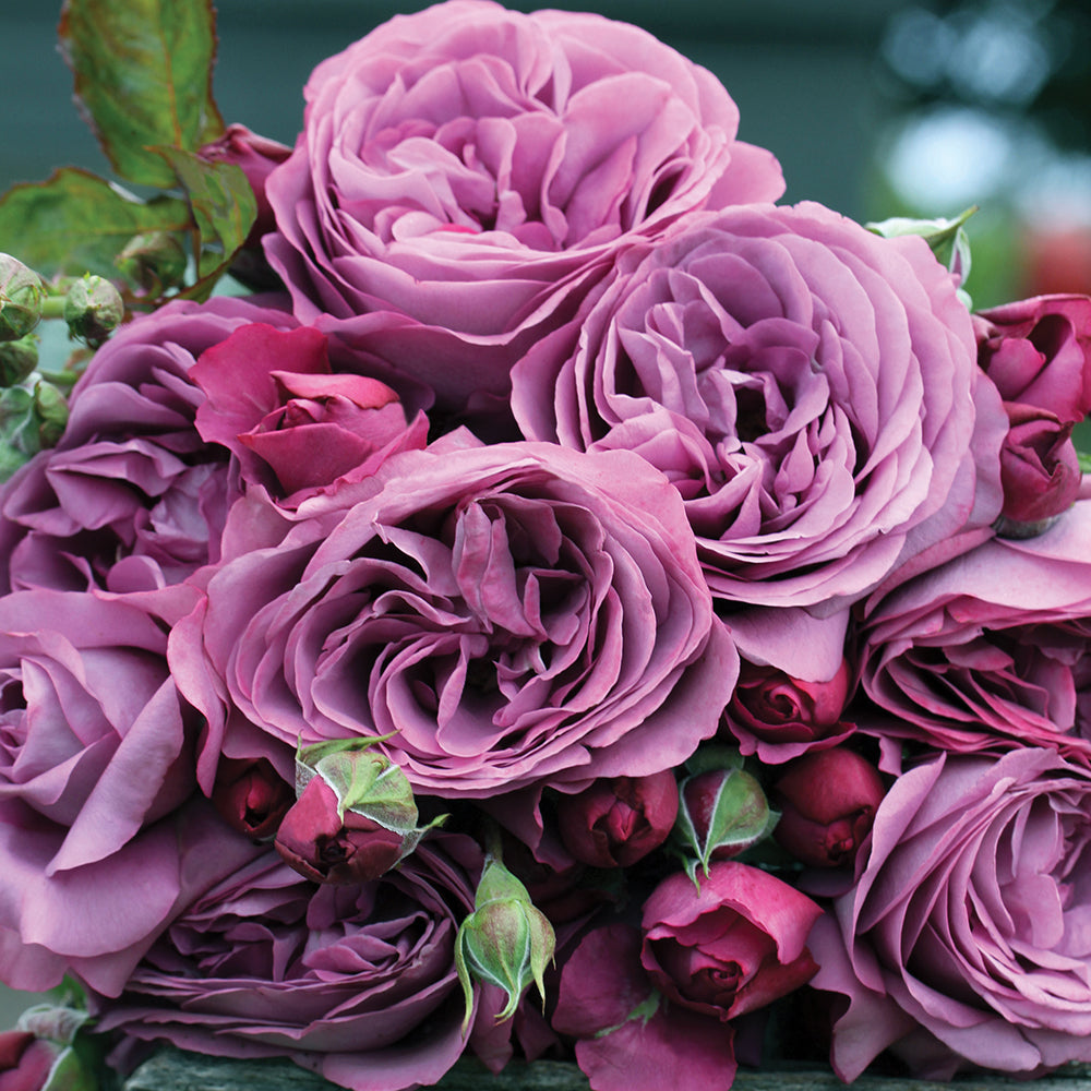 Sunbelt® Plum Perfect™ Rose flowers