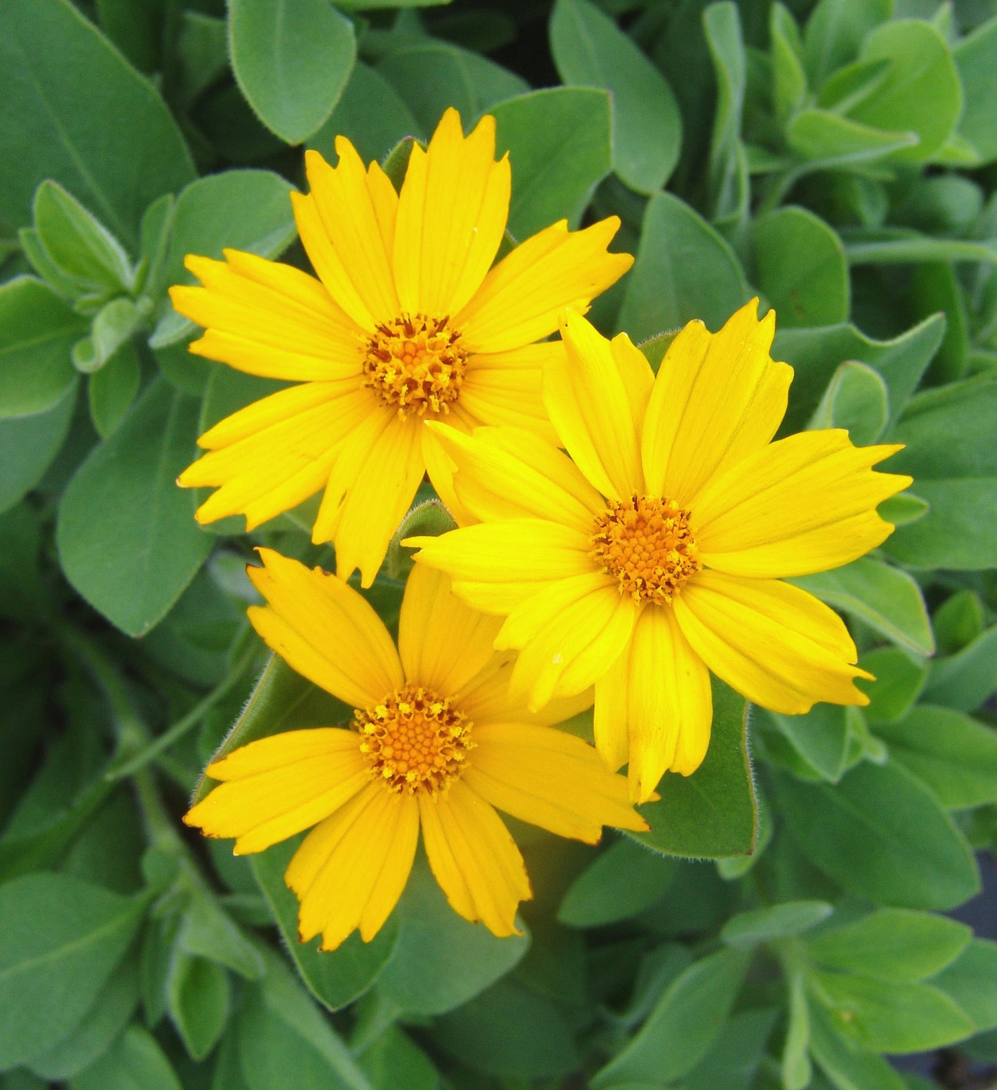 Sunshine Superman Star Tickseed bright yellow Coreopsis blooms over green foliage