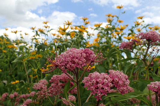 Swamp Milkweed flower close up