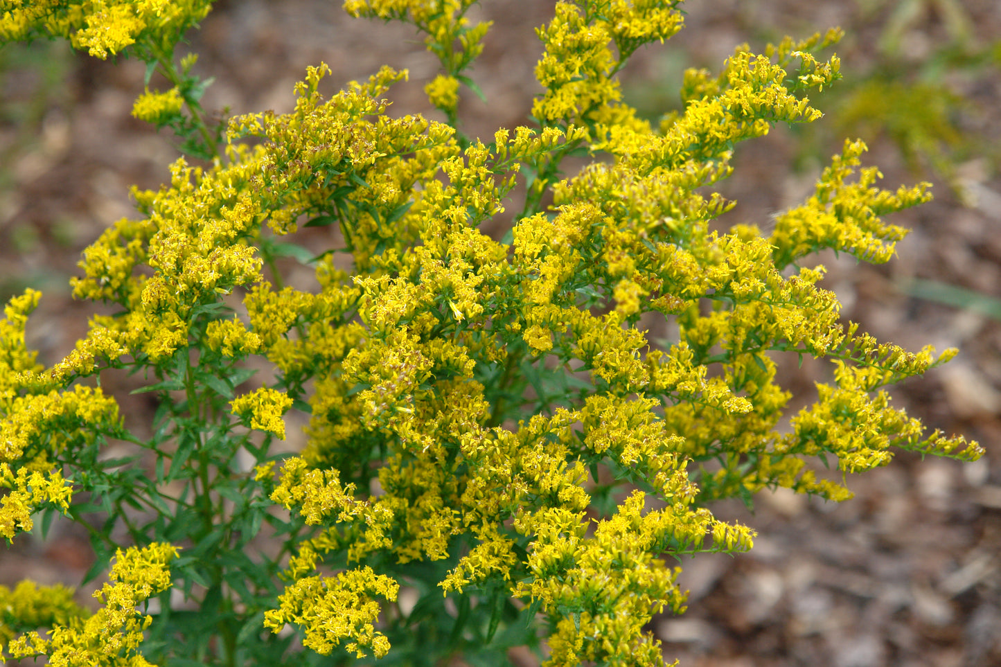 Sweet Goldenrod stems with clustered yellow blossoms