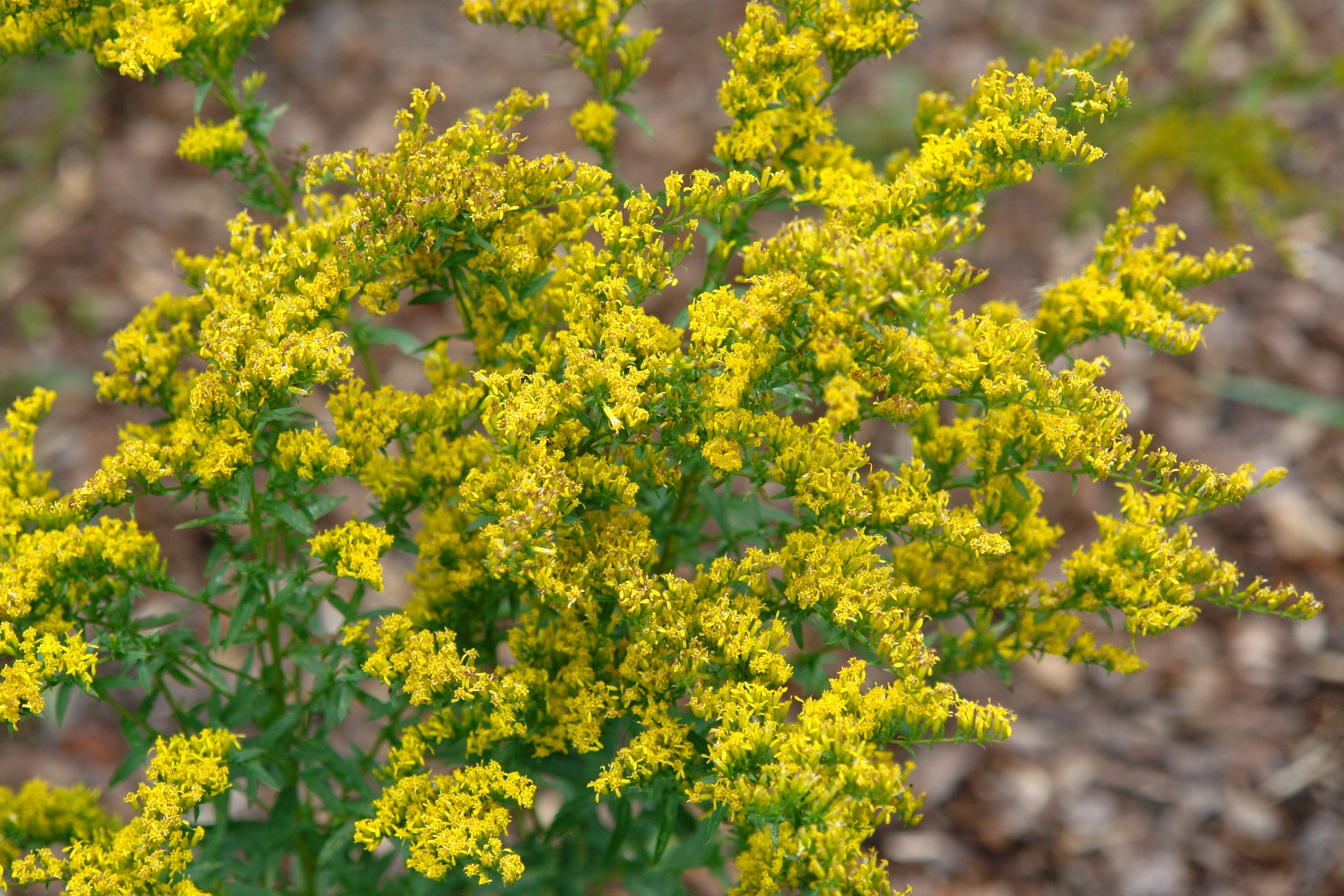 Sweet Goldenrod stems with clustered yellow blossoms