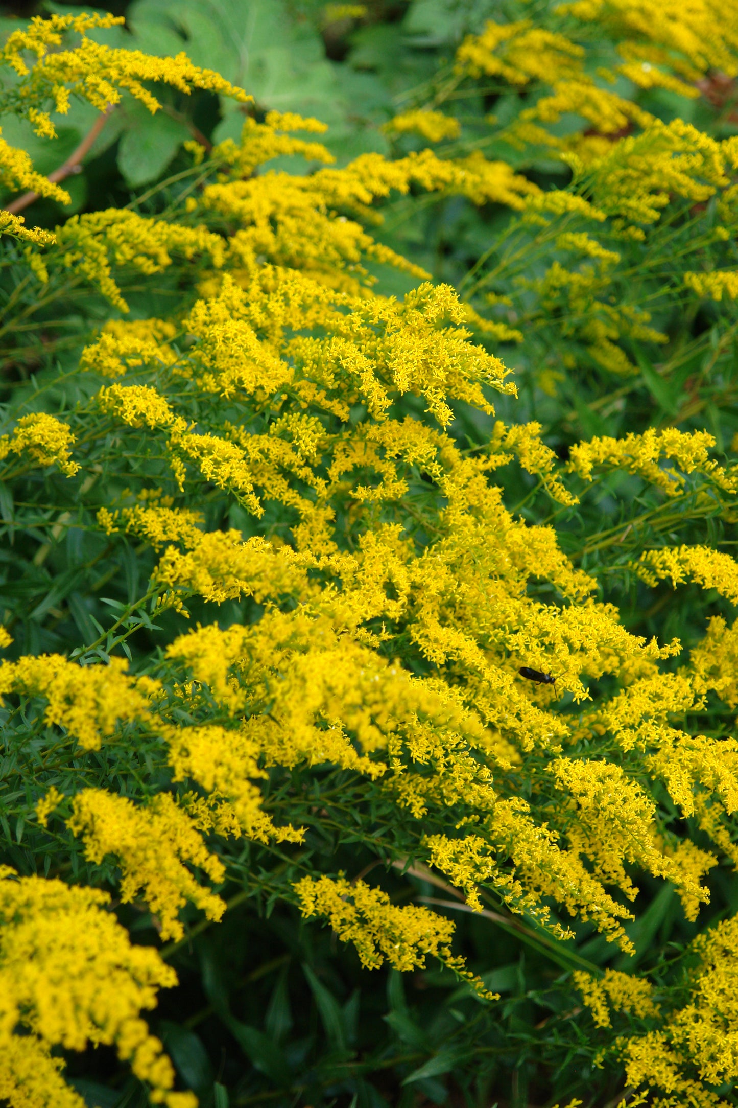 Sweet Goldenrod stems with clustered yellow blossoms