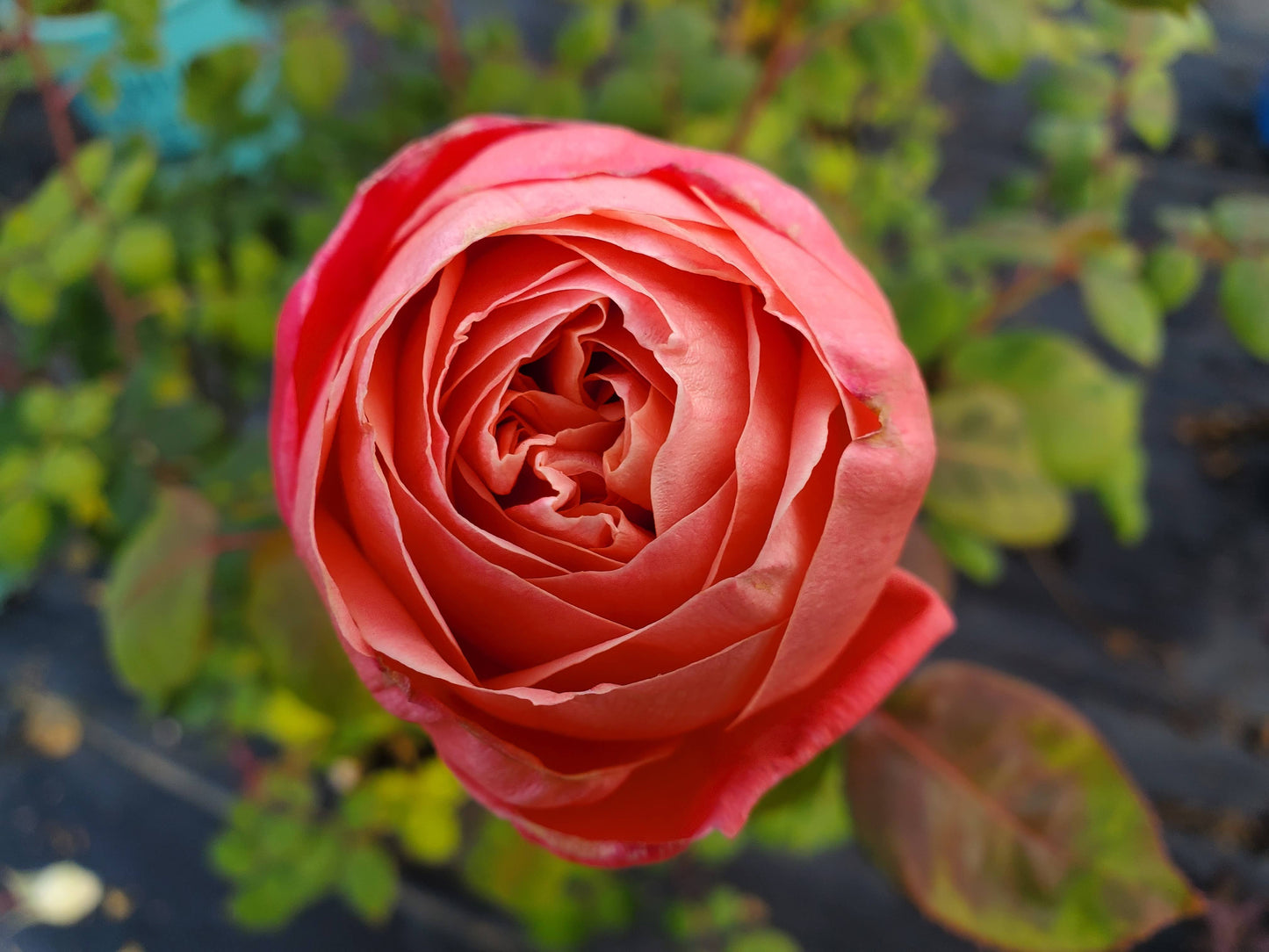 Sweet Mademoiselle™ Rose flower close up