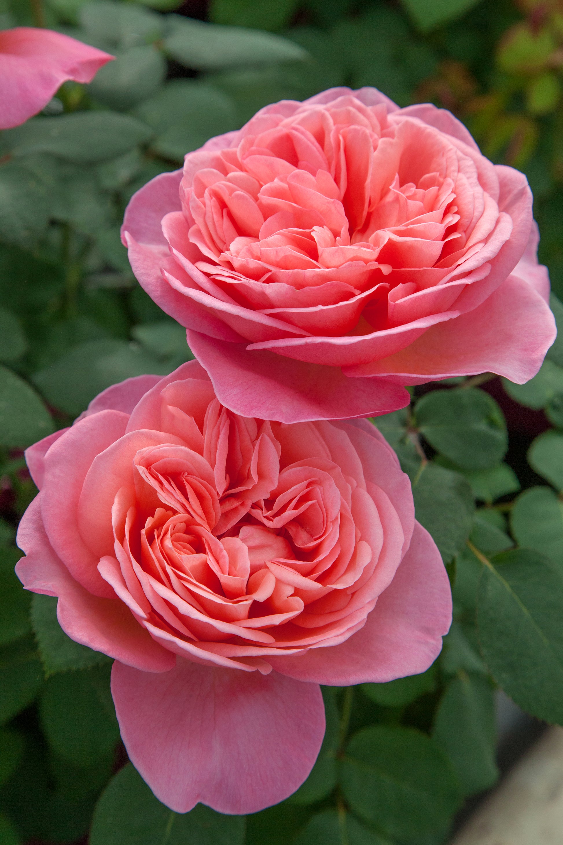 Sweet Mademoiselle™ Rose pink flower