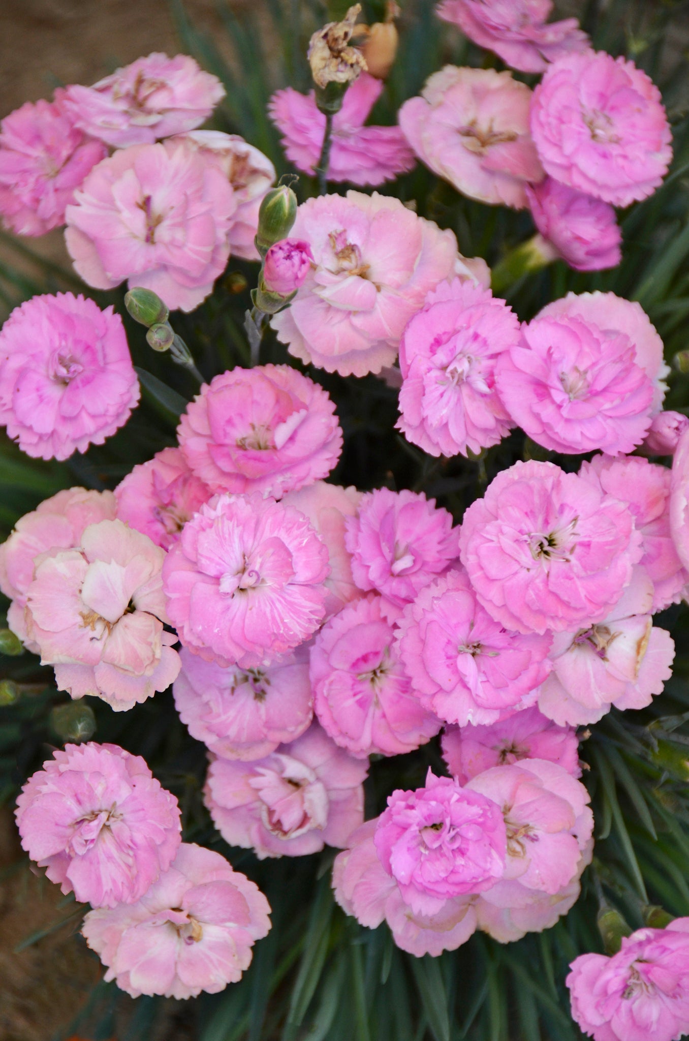 Sweetie Pie Pinks flower focus