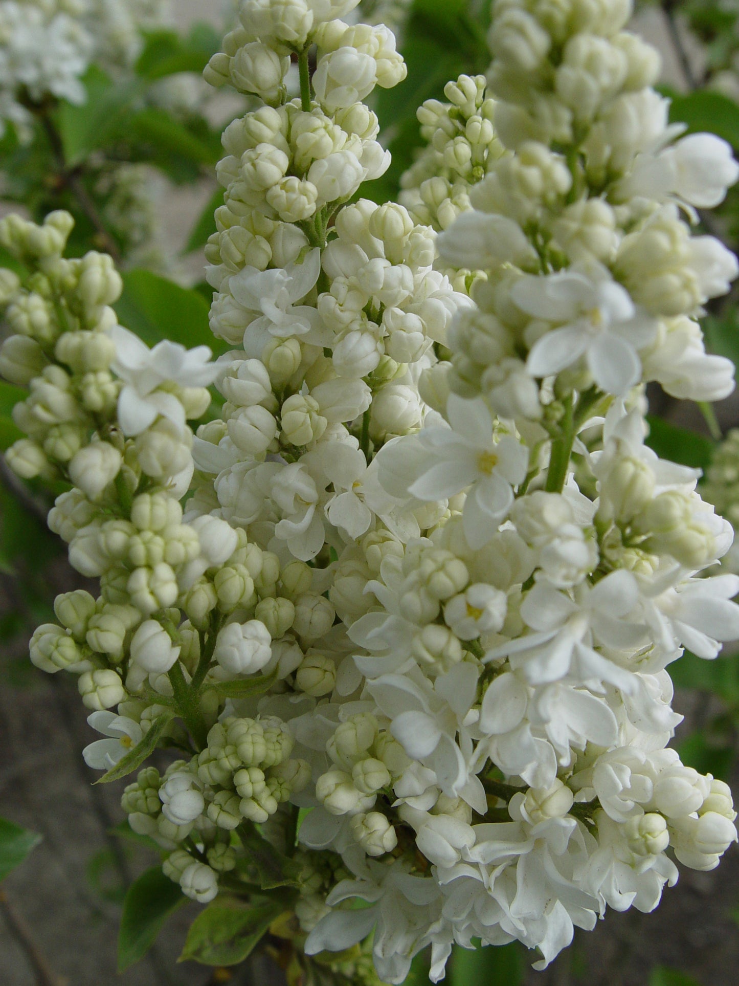 Beauty of Moscow Lilac