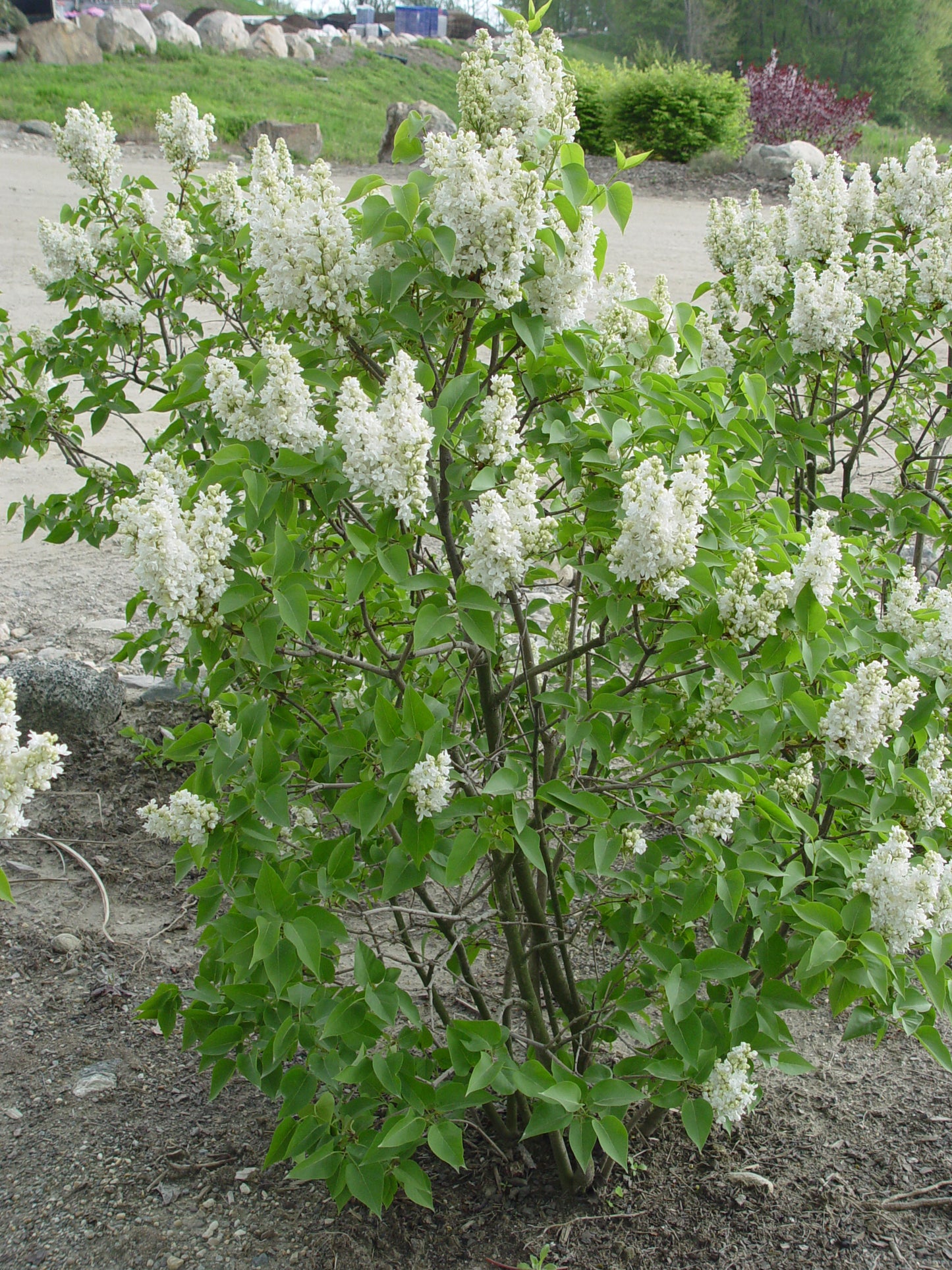 Beauty of Moscow Lilac