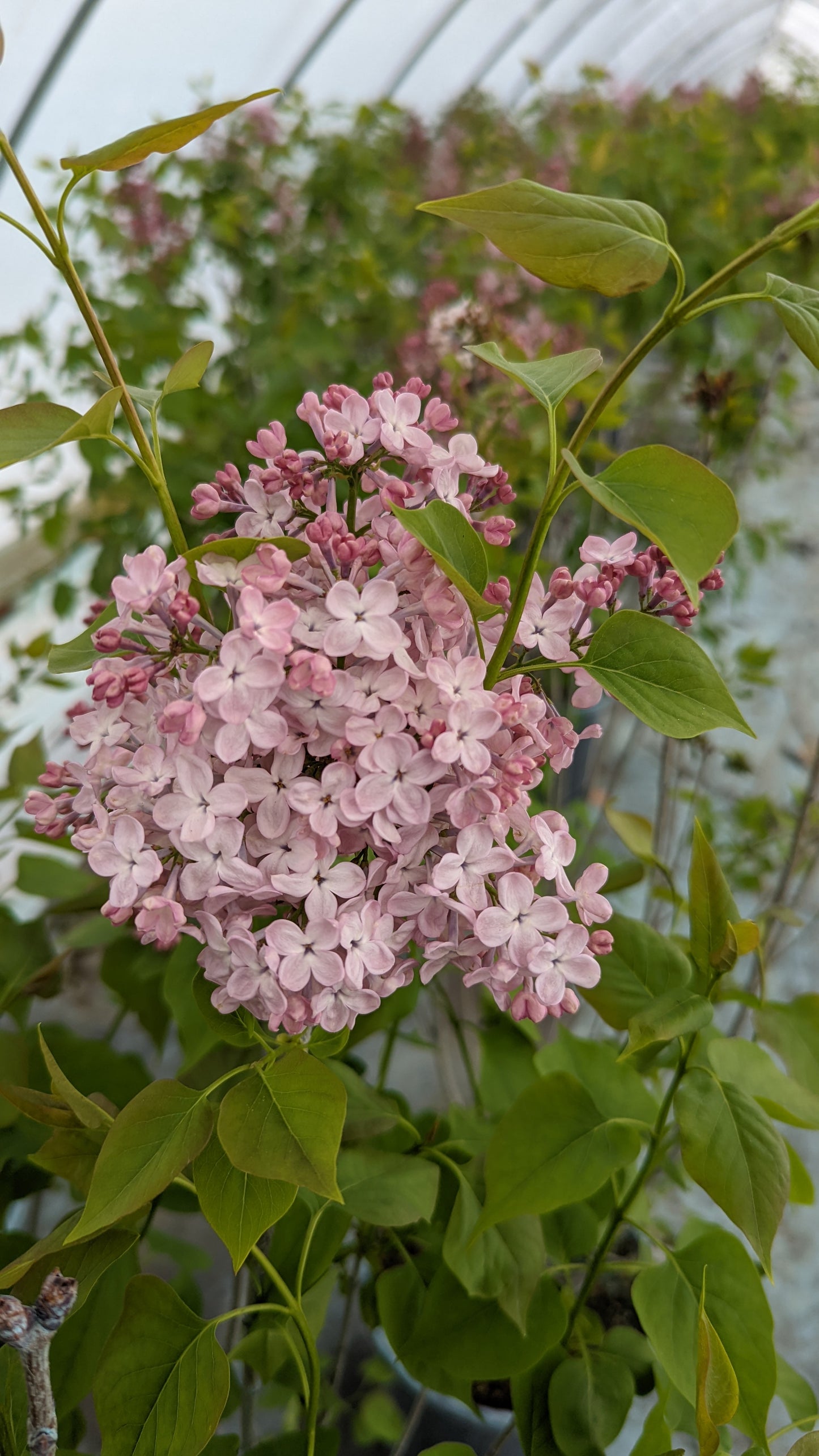 Maidens Blush Lilac