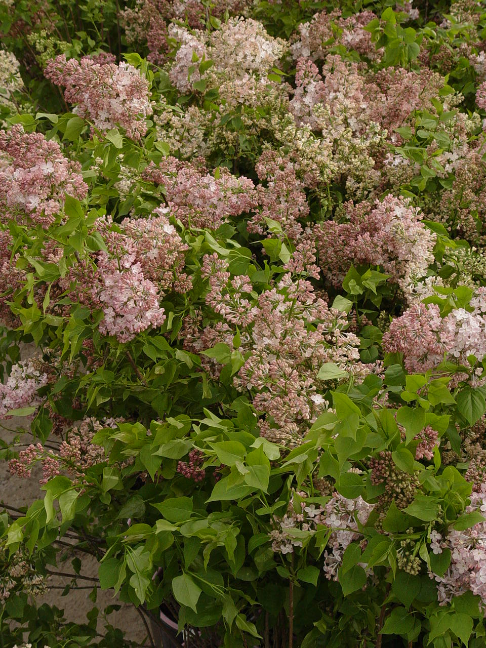 Syringa X hyacinthiflora Maidens Blush