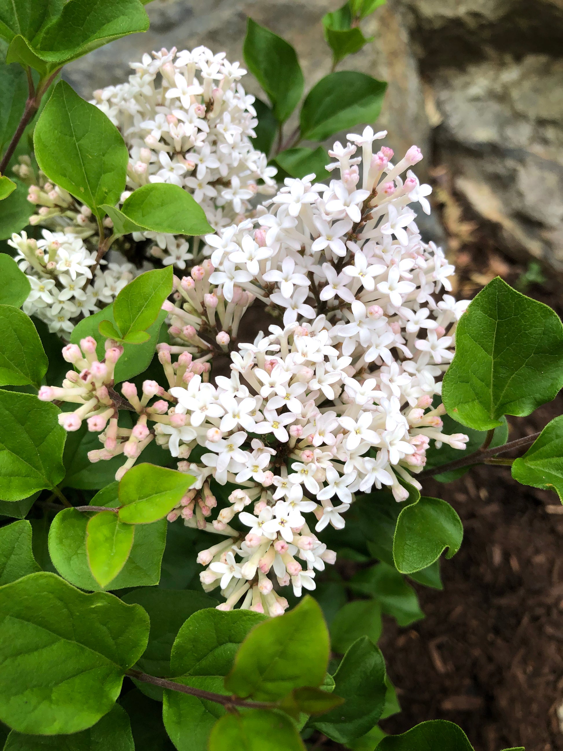Syringa meyeri Pearl Potion™
