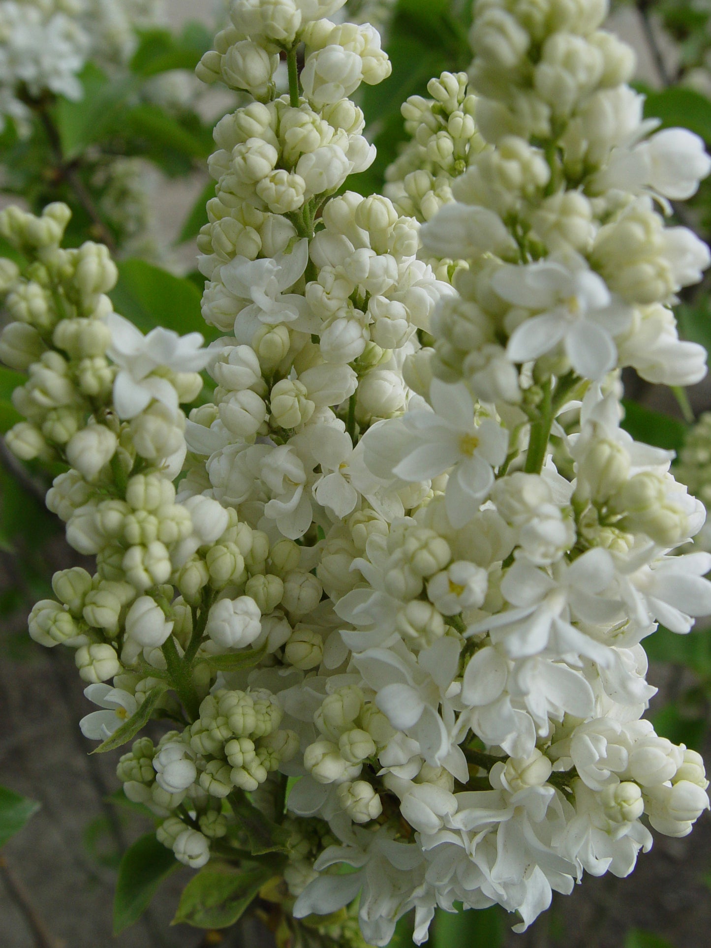 Syringa vulgaris Krasavitsa Moskvy