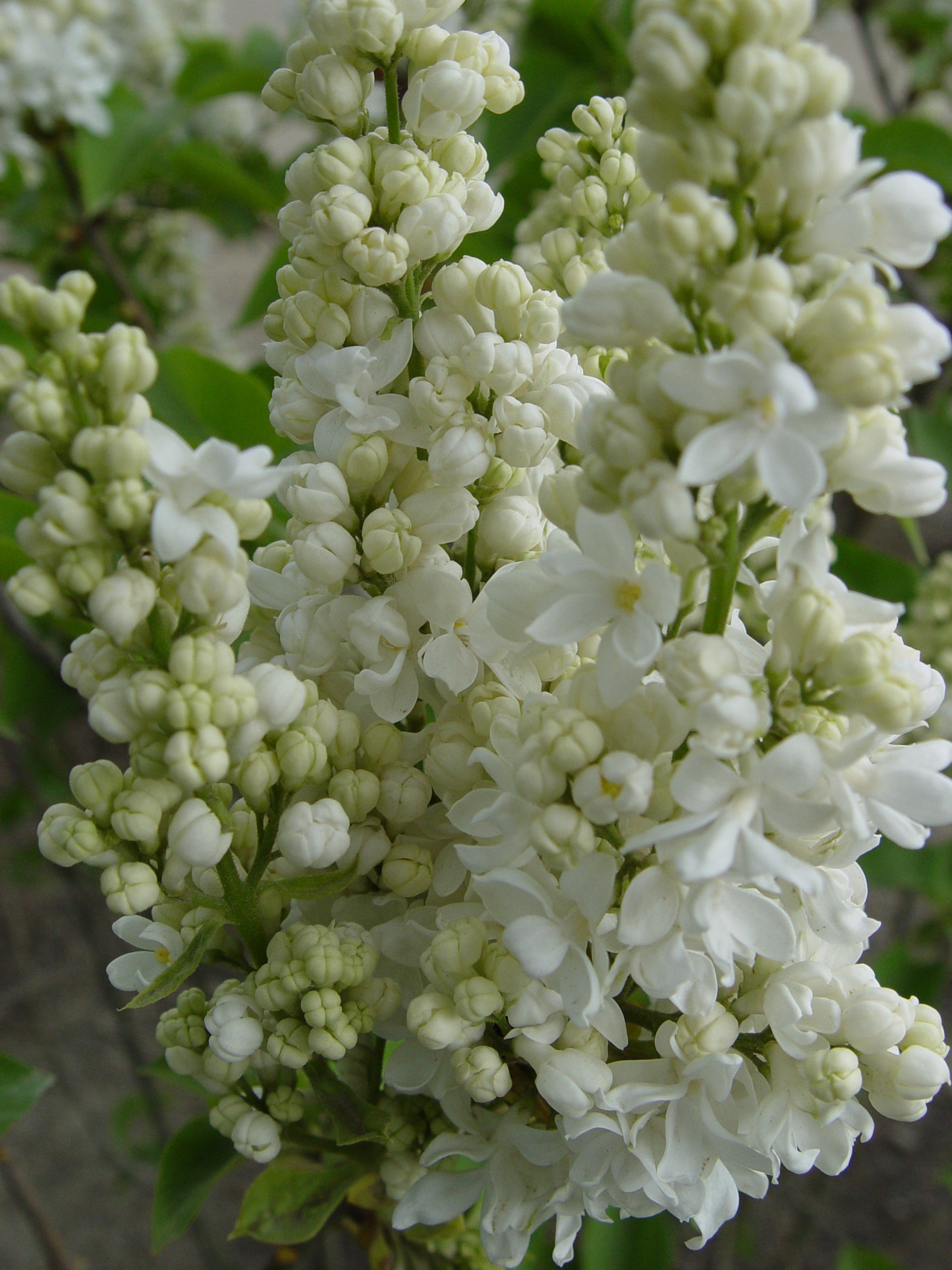 Syringa vulgaris Krasavitsa Moskvy