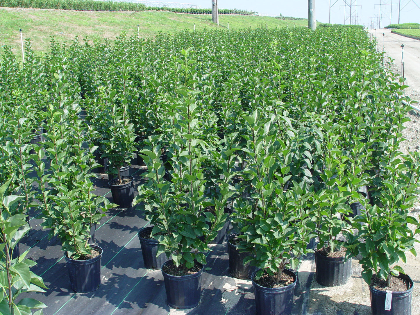 Syringa vulgaris Yankee Doodle