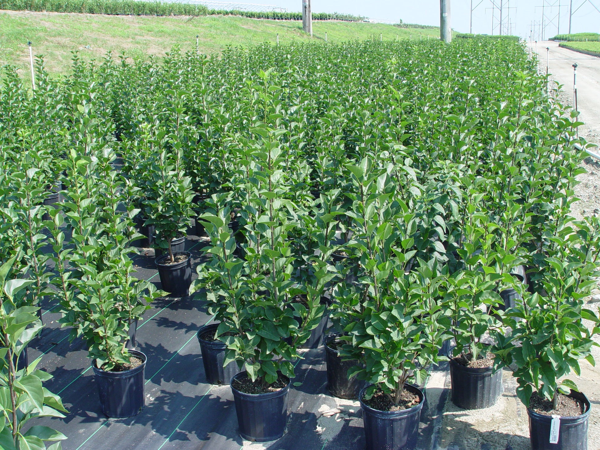 Syringa vulgaris Yankee Doodle