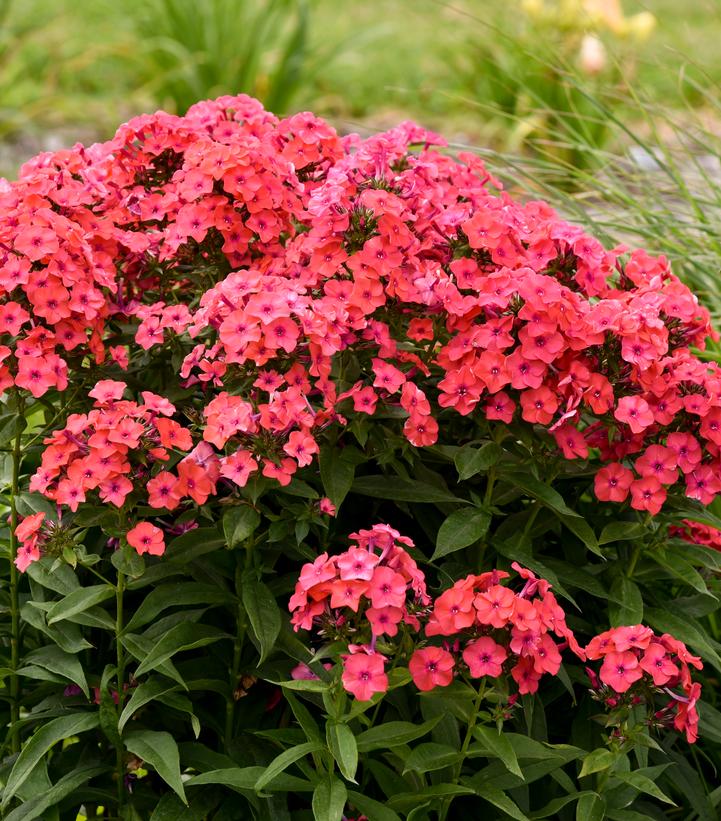 Tall Garden Phlox covered in blooms