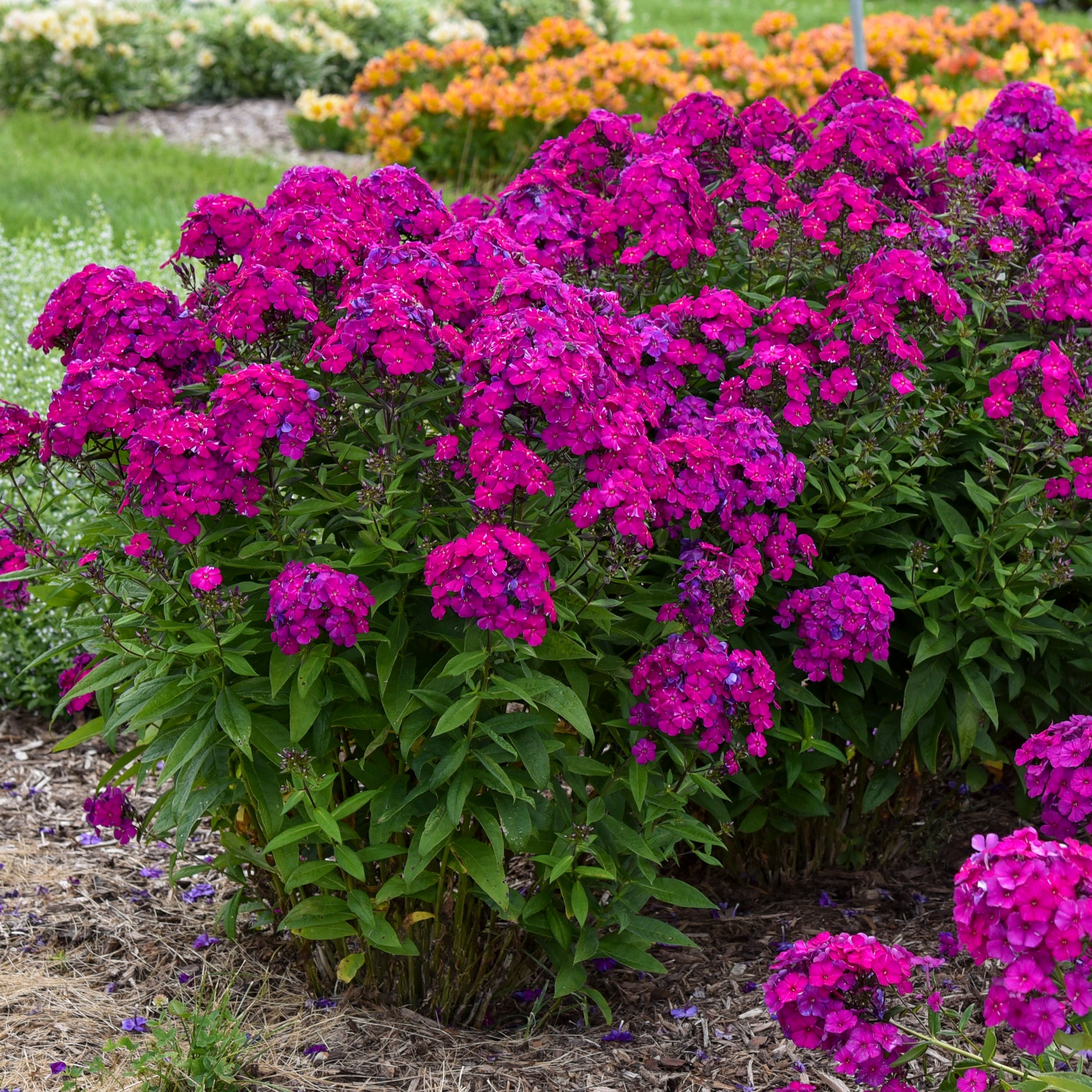 Tall Garden Phlox covered in blooms