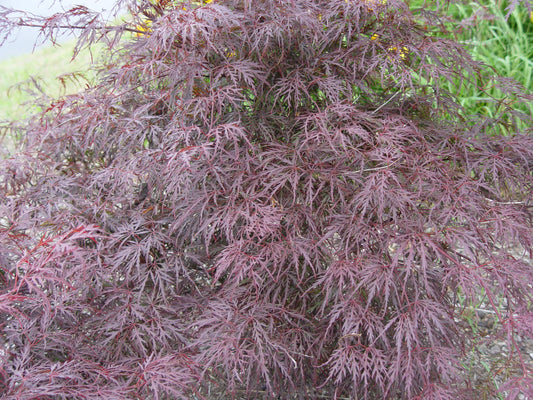Tamukeyama Threadleaf Weeping Japanese Maple dark red foliage