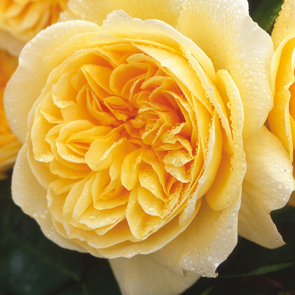 Teasing Georgia Rose flower close up