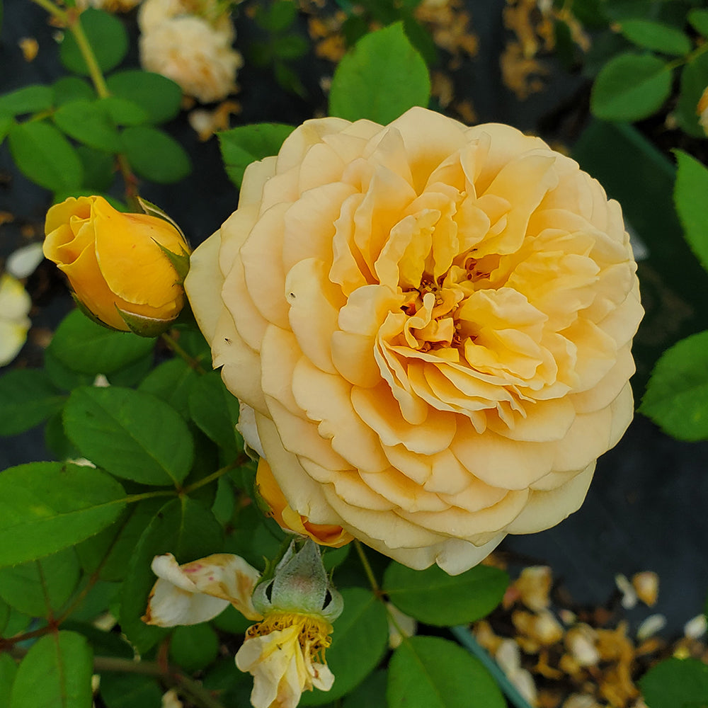 Teasing Georgia Rose with yellow colors