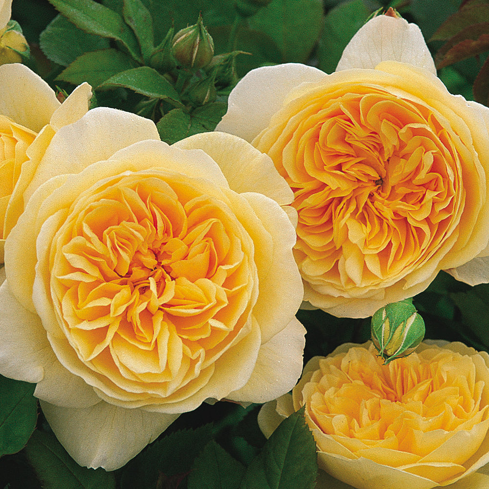 Teasing Georgia Rose yellow clowers