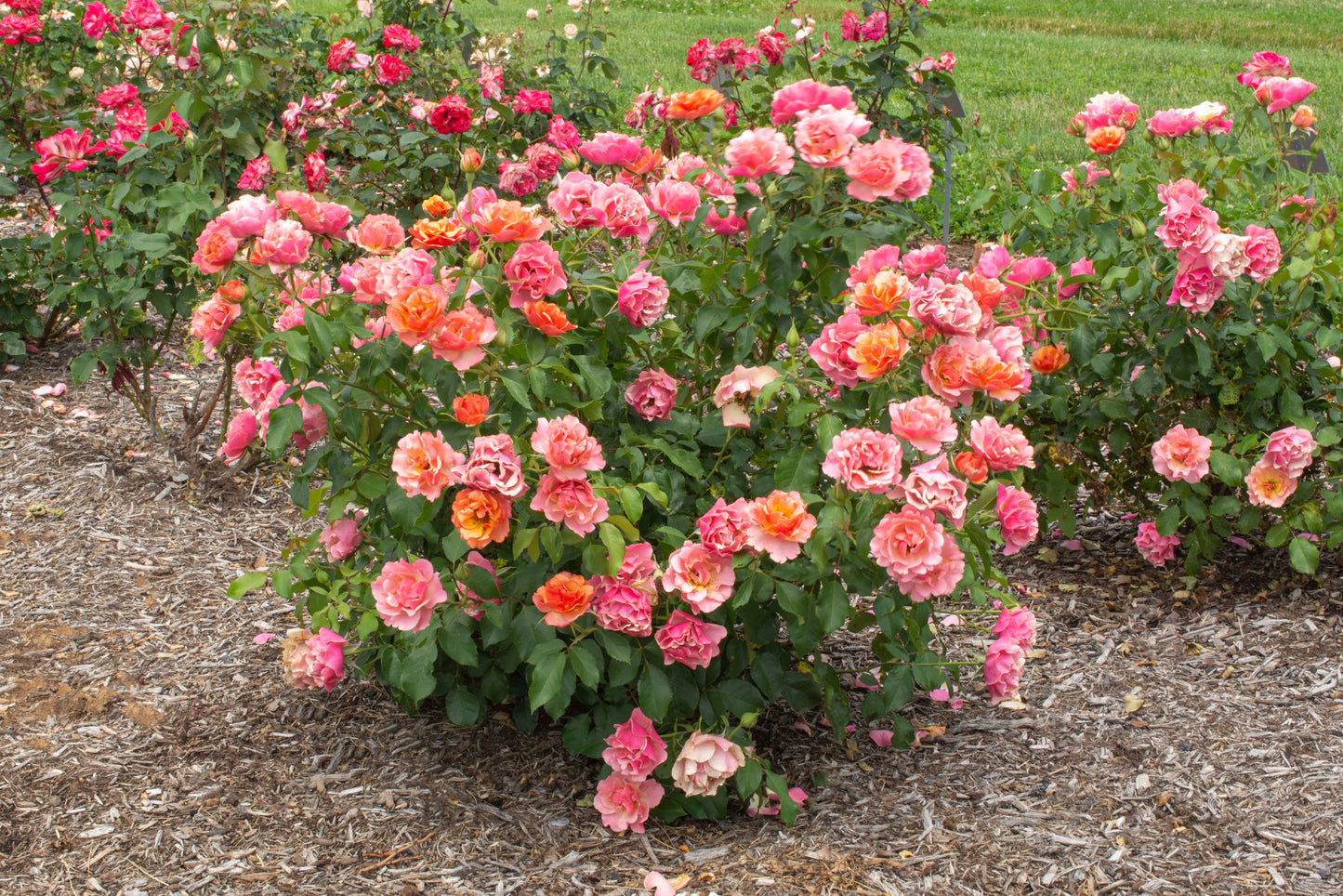 Tequila® Supreme Rose flowering in the garden