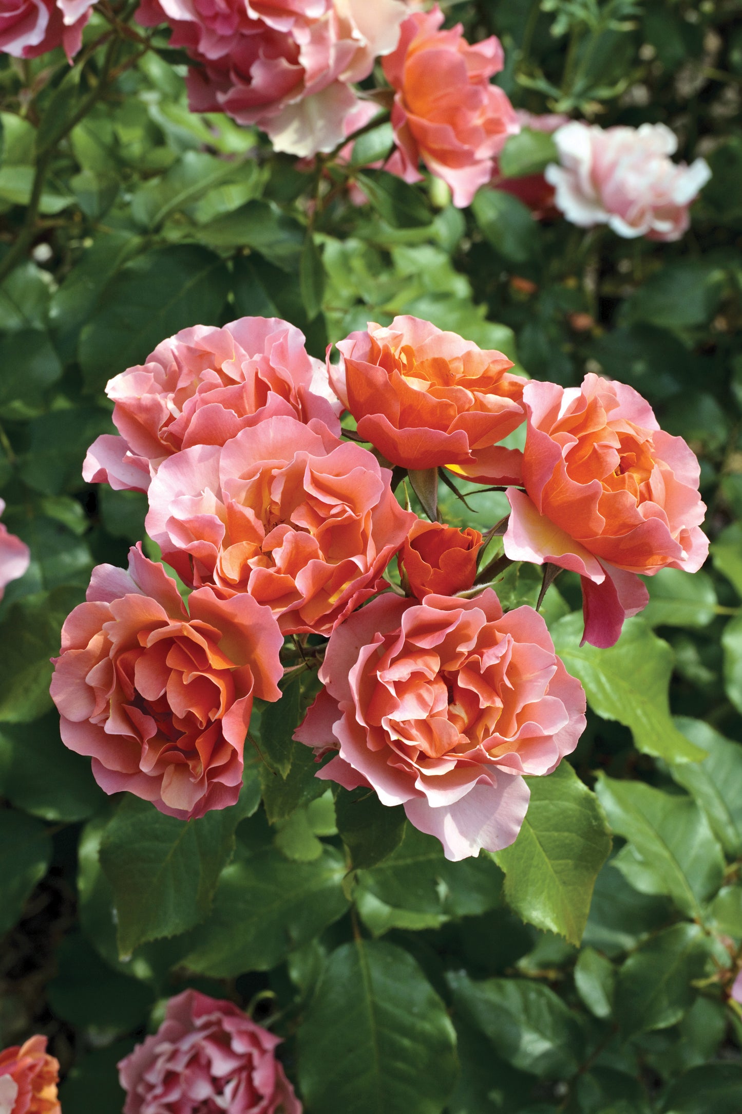 Tequila® Supreme Rose flowering in the garden flower close up