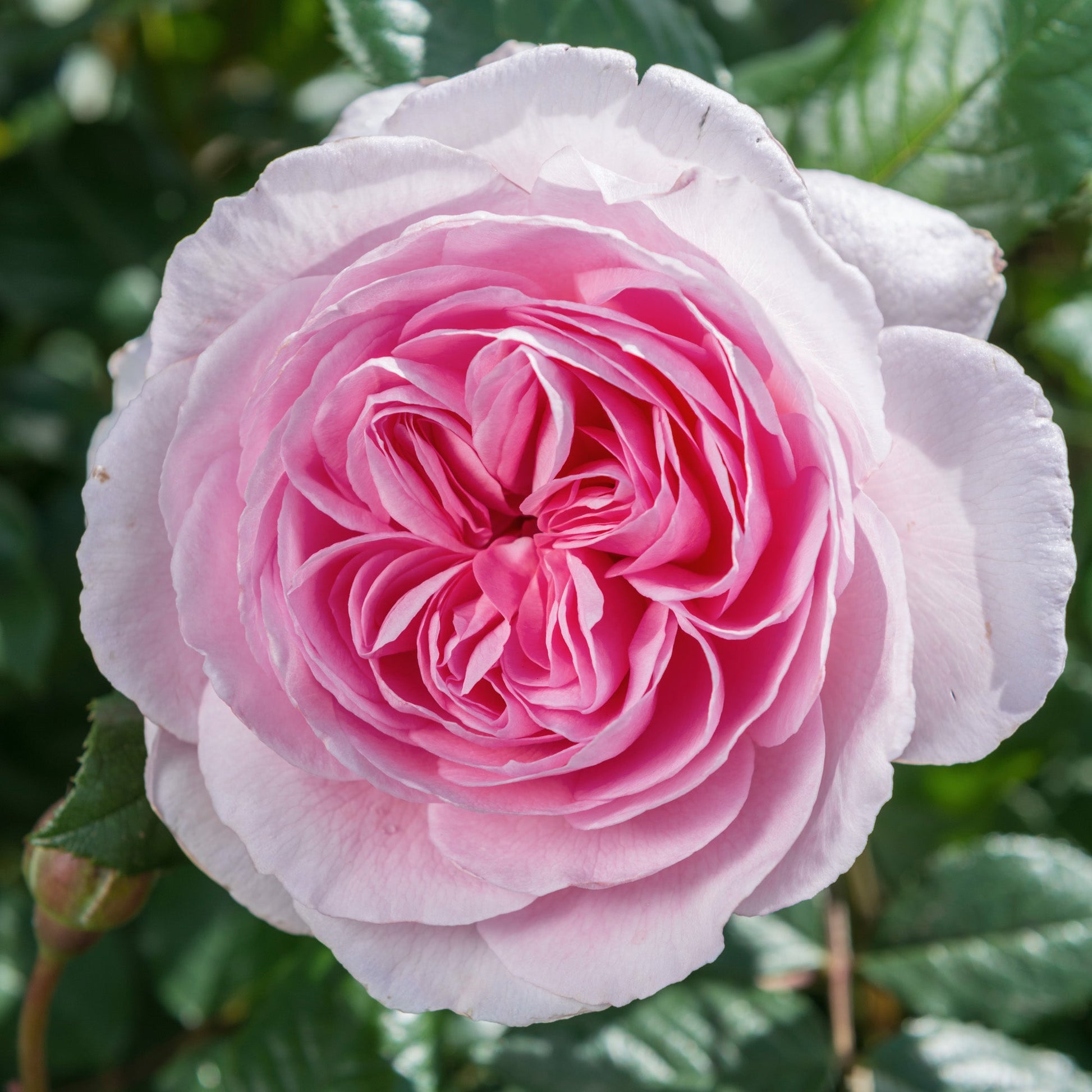 Close-up of a pink rose with green leaves in the background