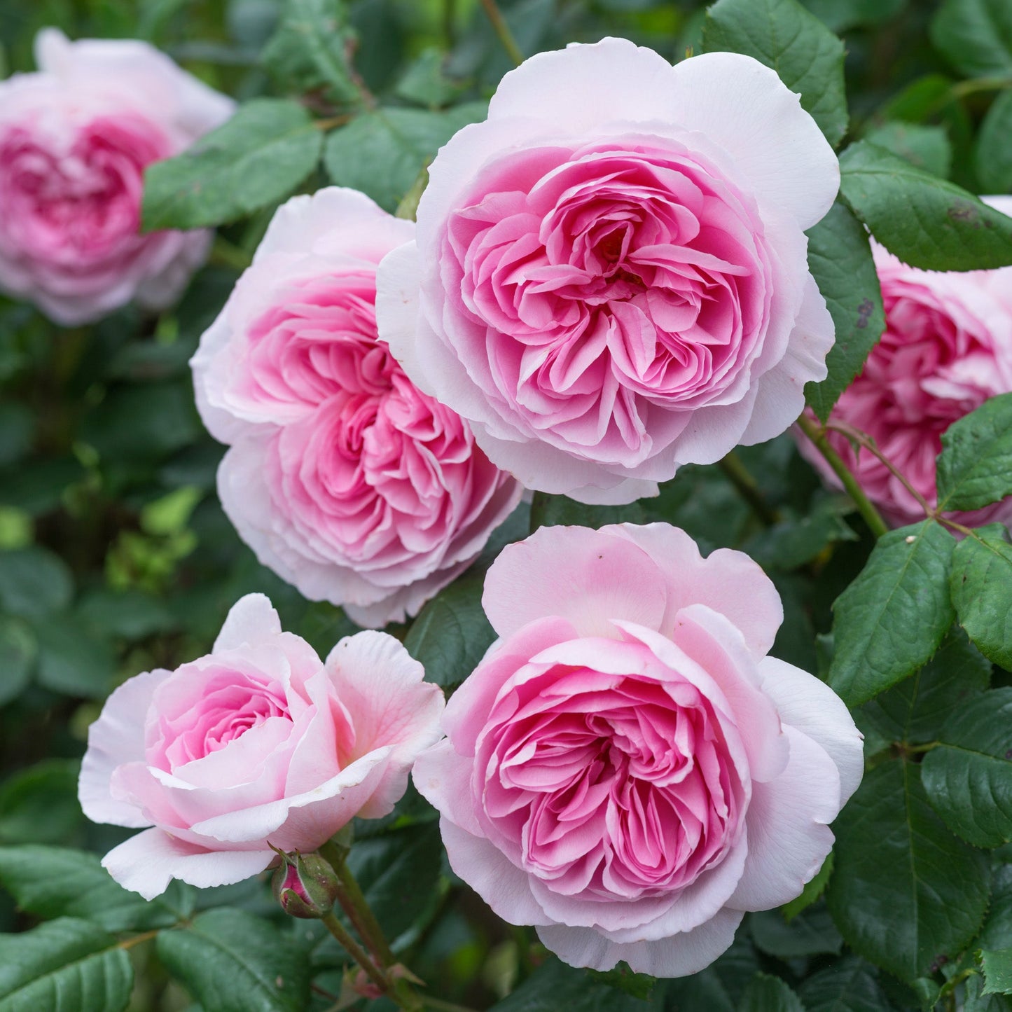Close-up of pink and white roses with green leaves