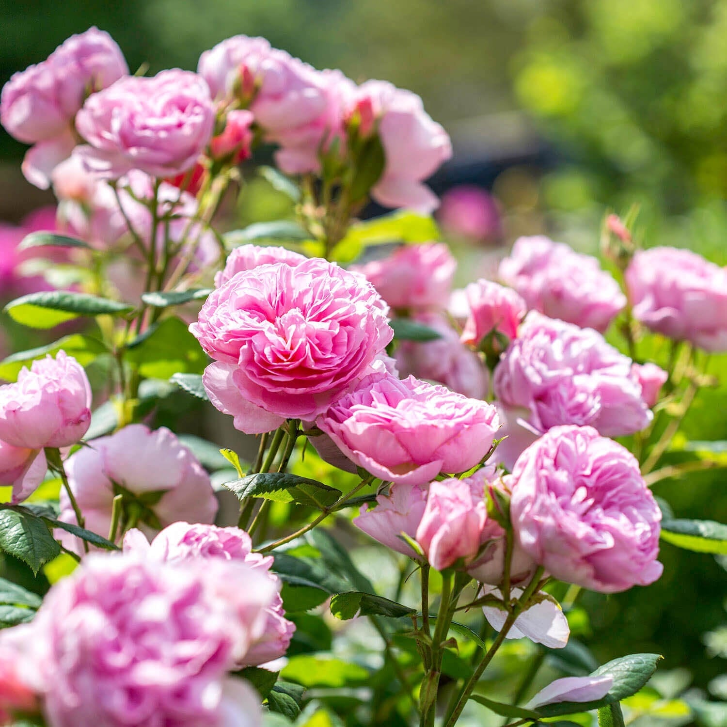 Close-up of pink roses with green leaves in a garden setting showing upright habit