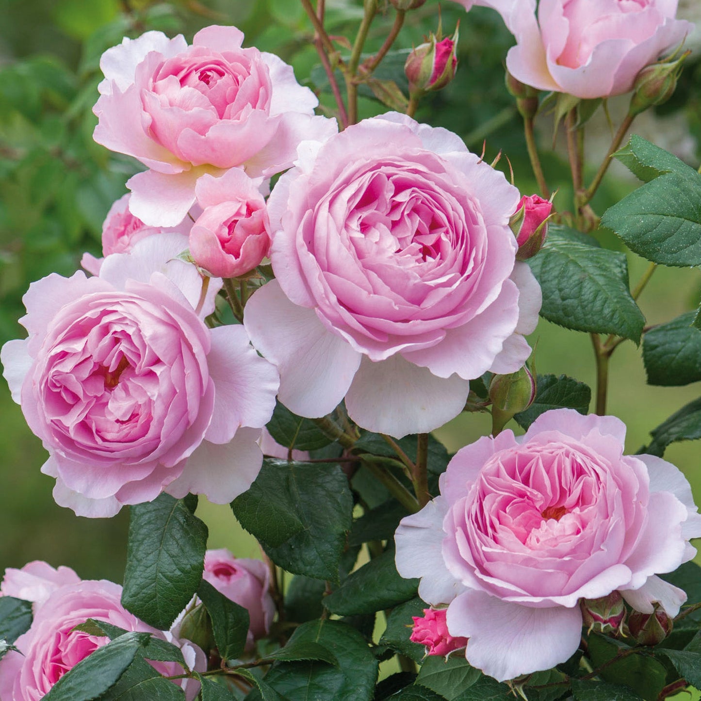 Close-up of bright pink and light pink roses with green leaves