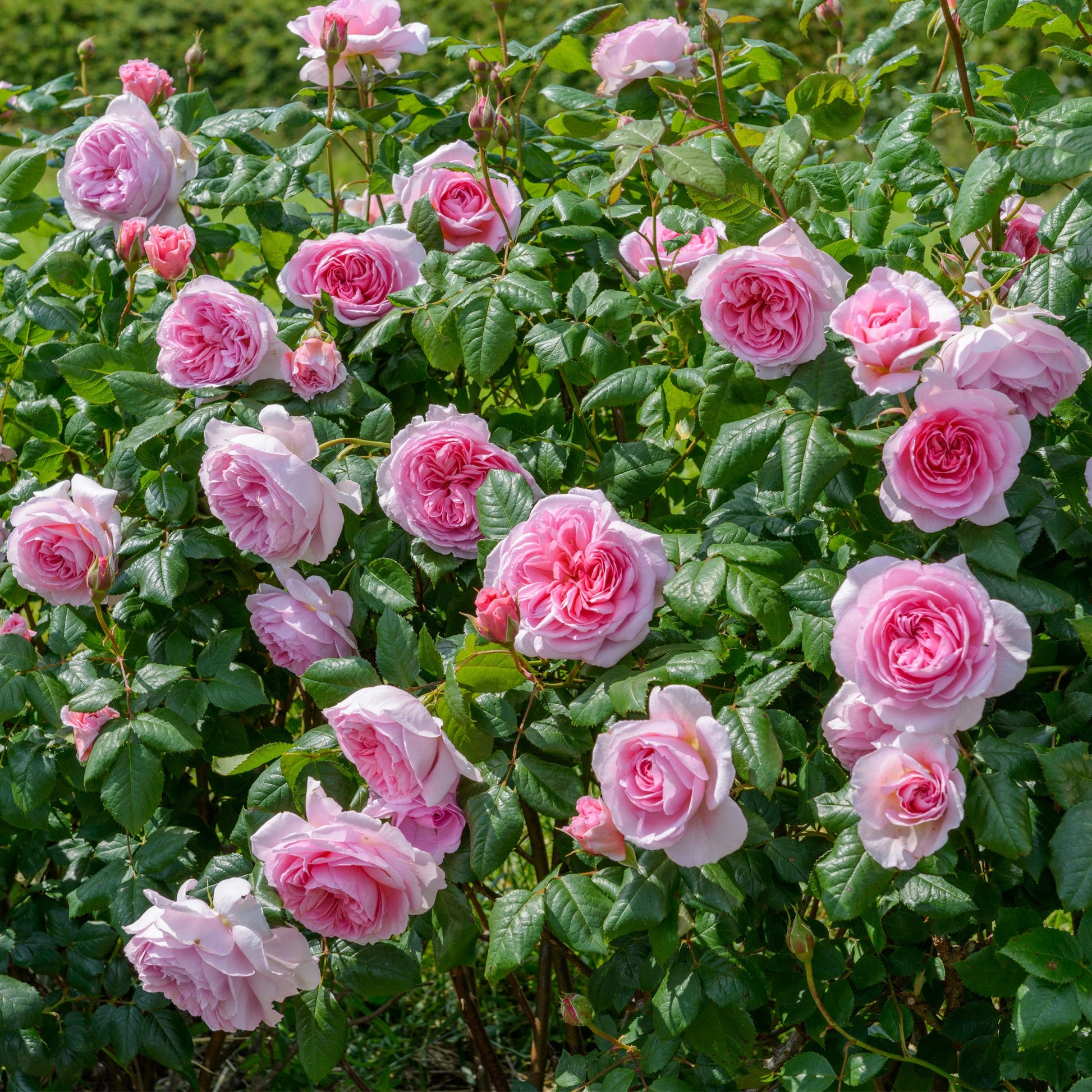 Pink flowers with green leaves in a garden setting