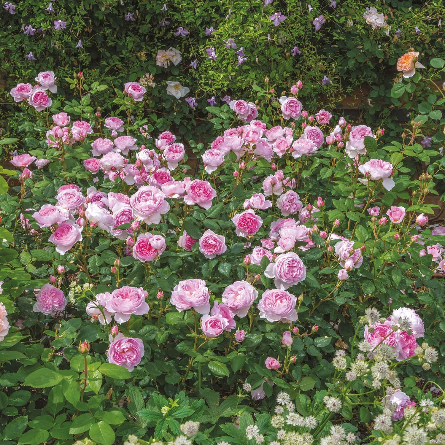 Bouquet of pink roses with green leaves and other flowers in the background in a garden setting
