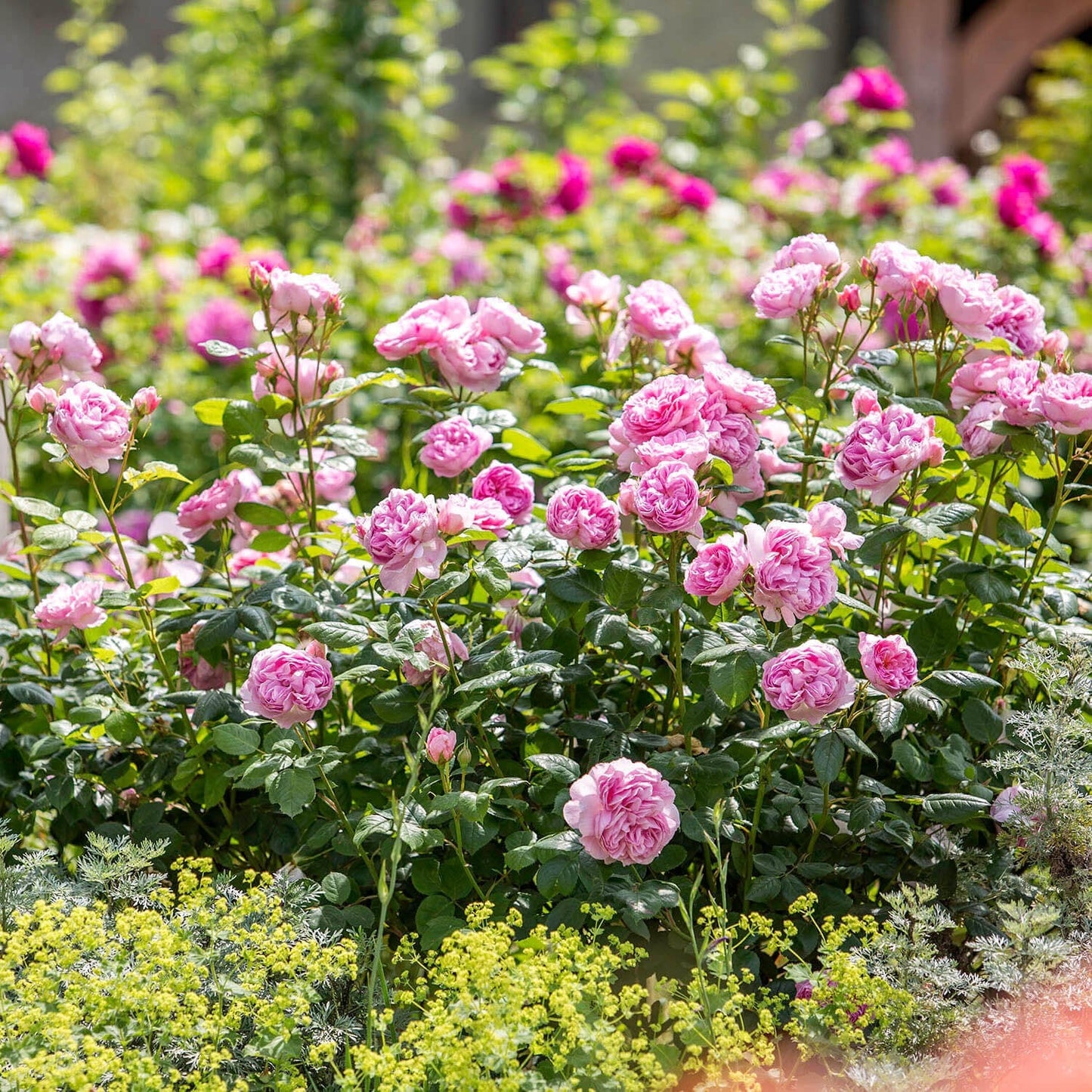 Bouquet of pink roses with green leaves in a garden setting